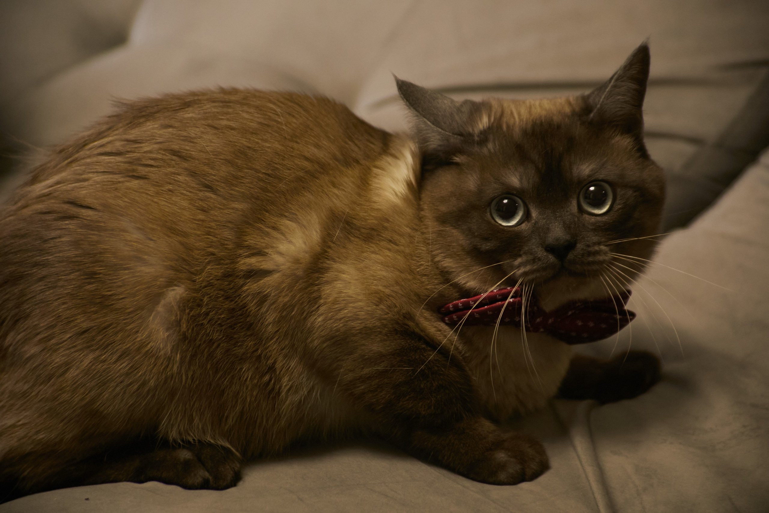 Алексей и Виктория. Свадебный и креативный фотограф в ЮФО и МСК