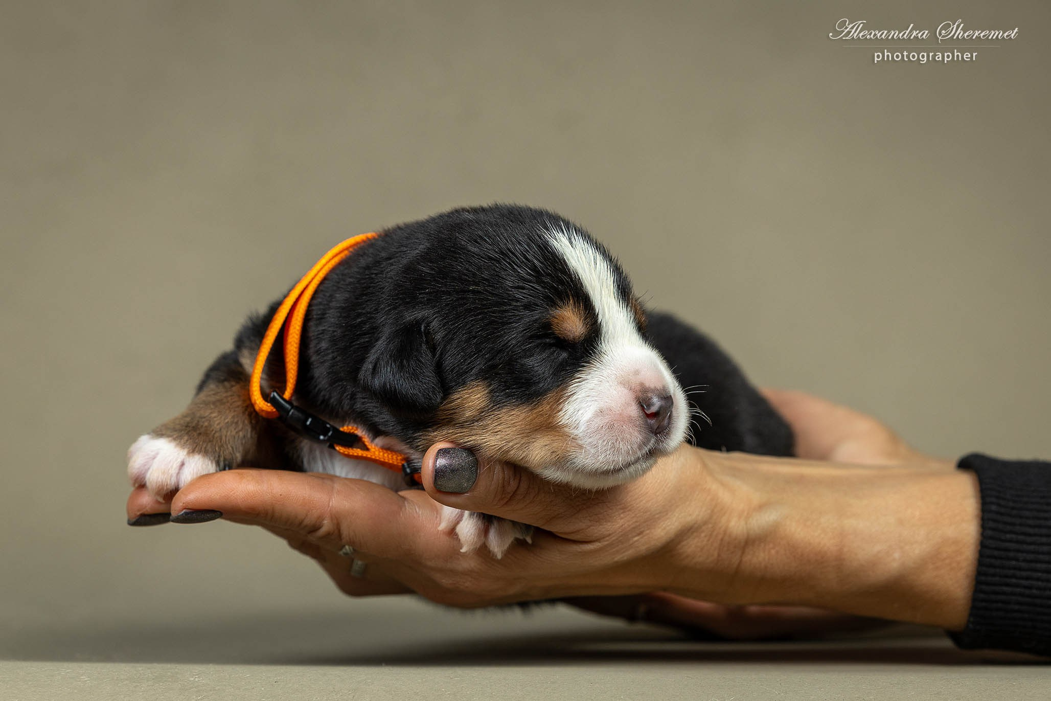 Щенки. Фотограф-анималист Александра Шеремет