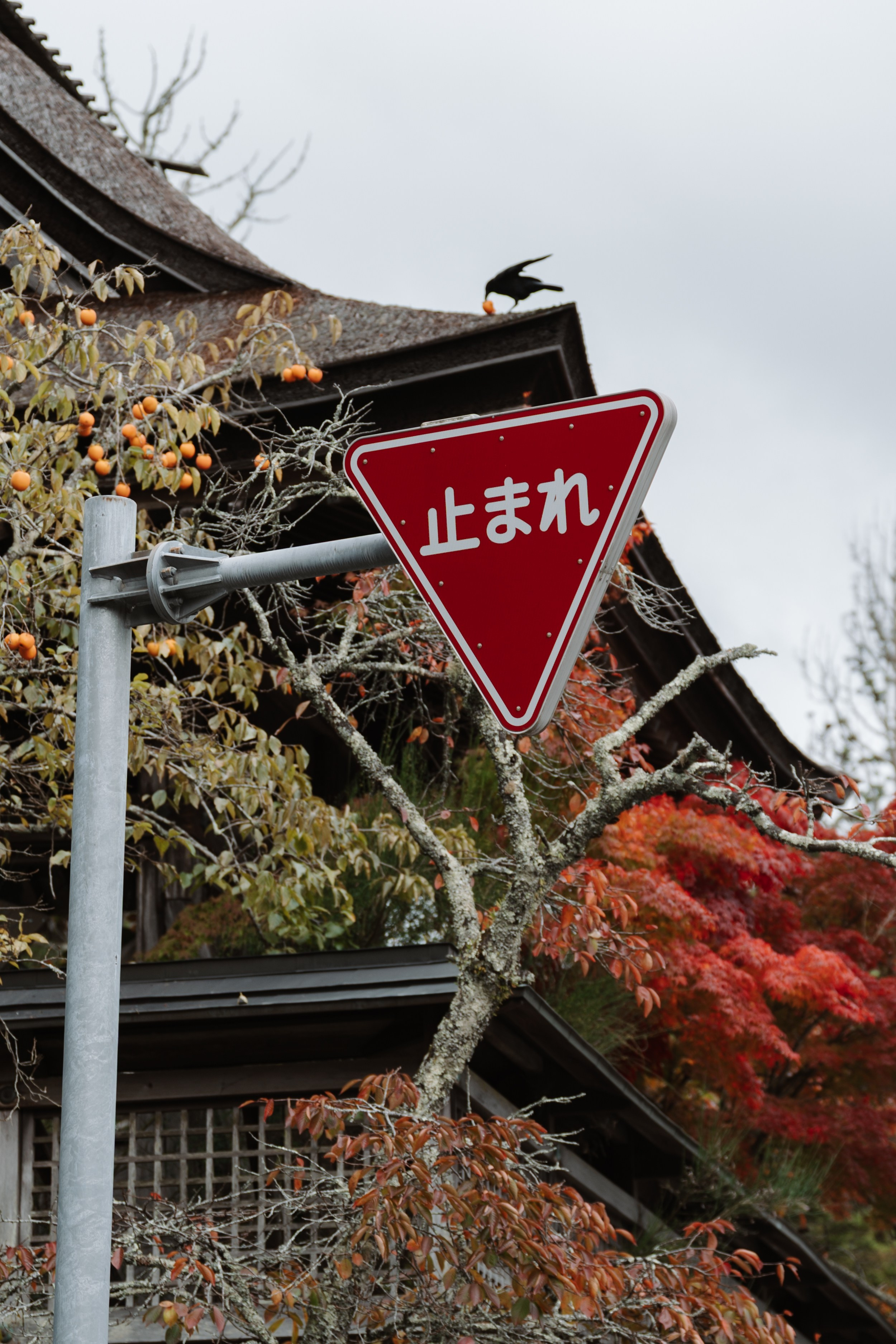 Тревел / travel. Медийный светский репортажный фотограф