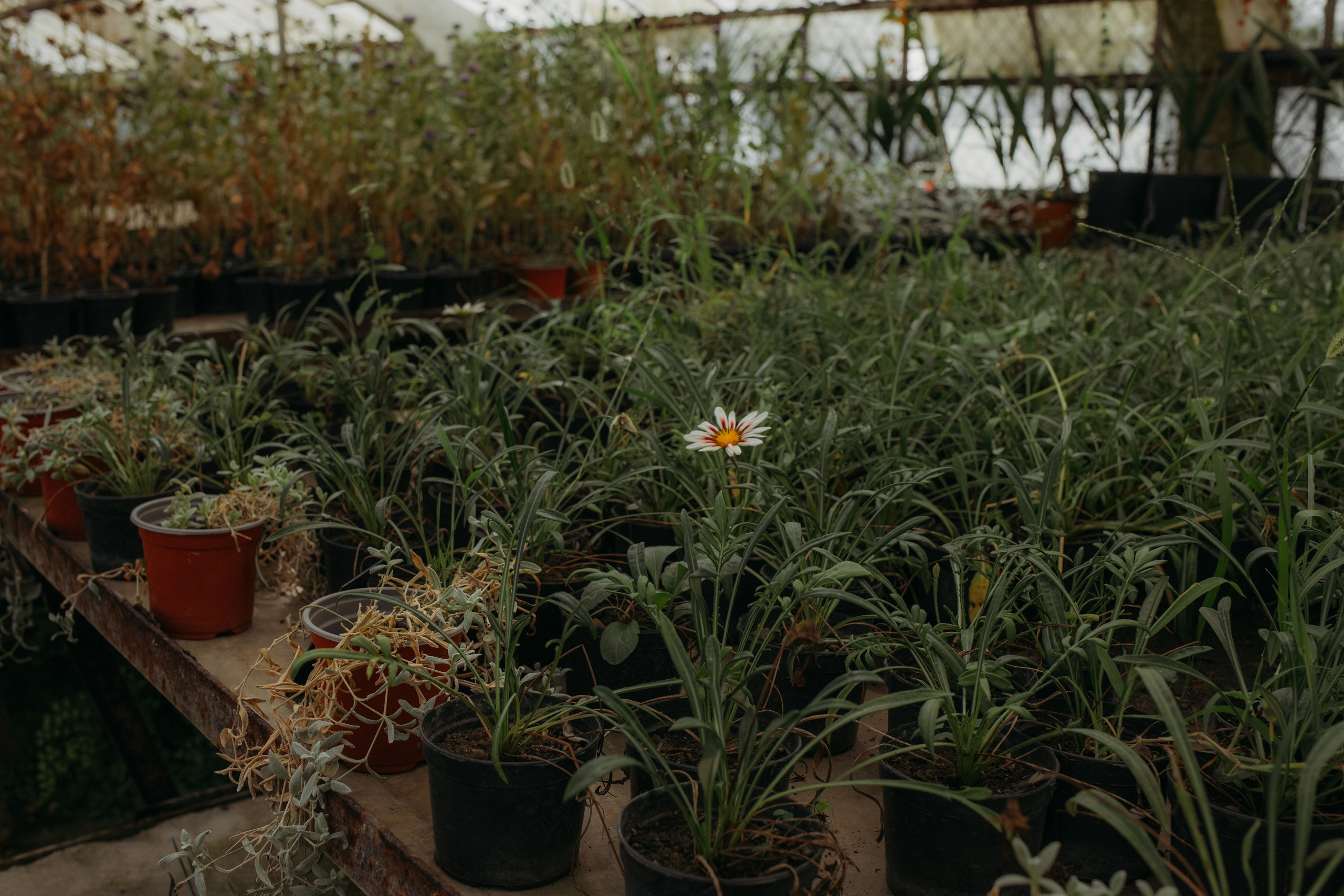 Оранжерея. Репортажный фотограф в Сочи Екатерина Вежливцева