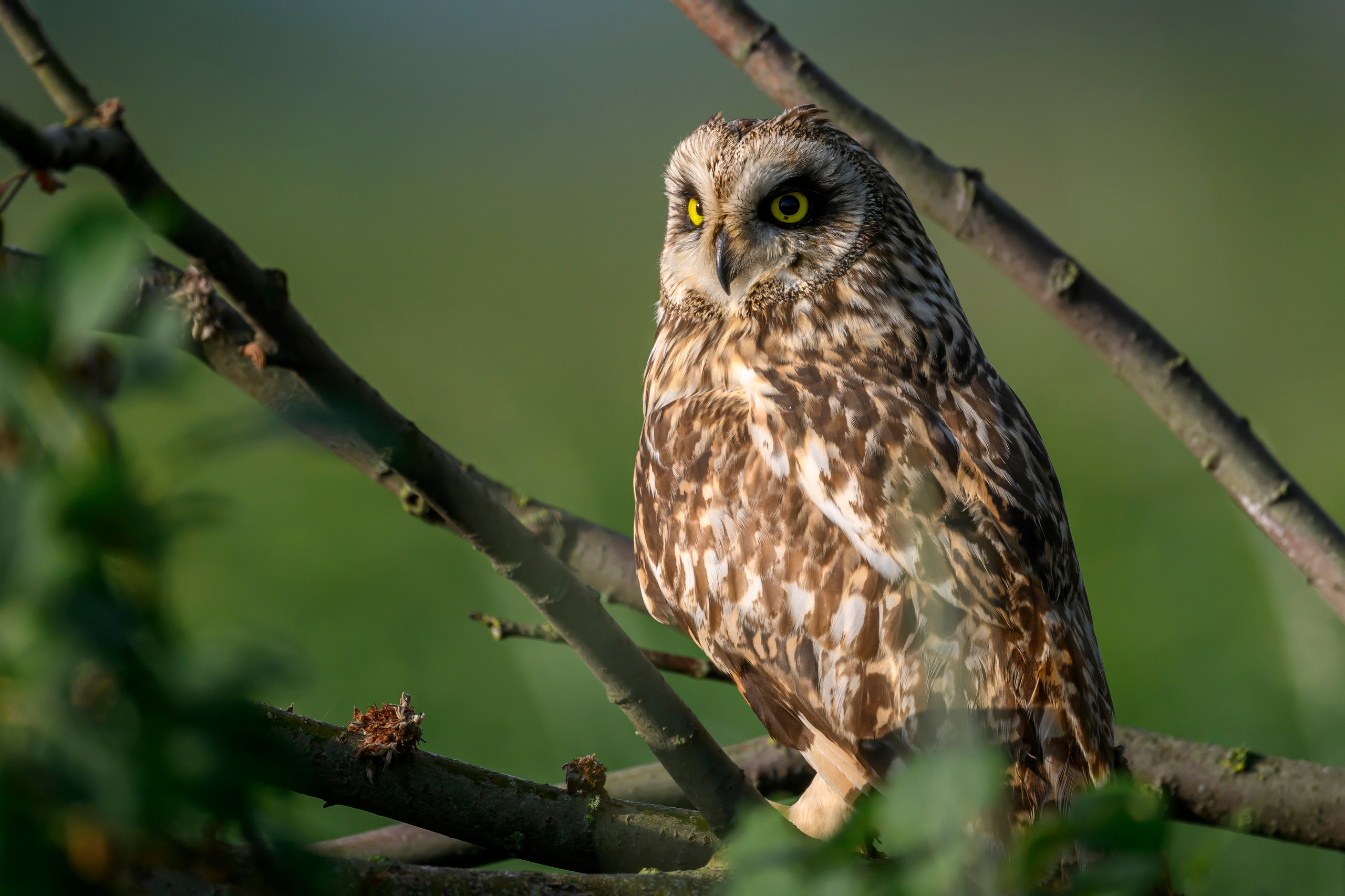 Совы на рассвете. Фотограф Сергей Пупонин