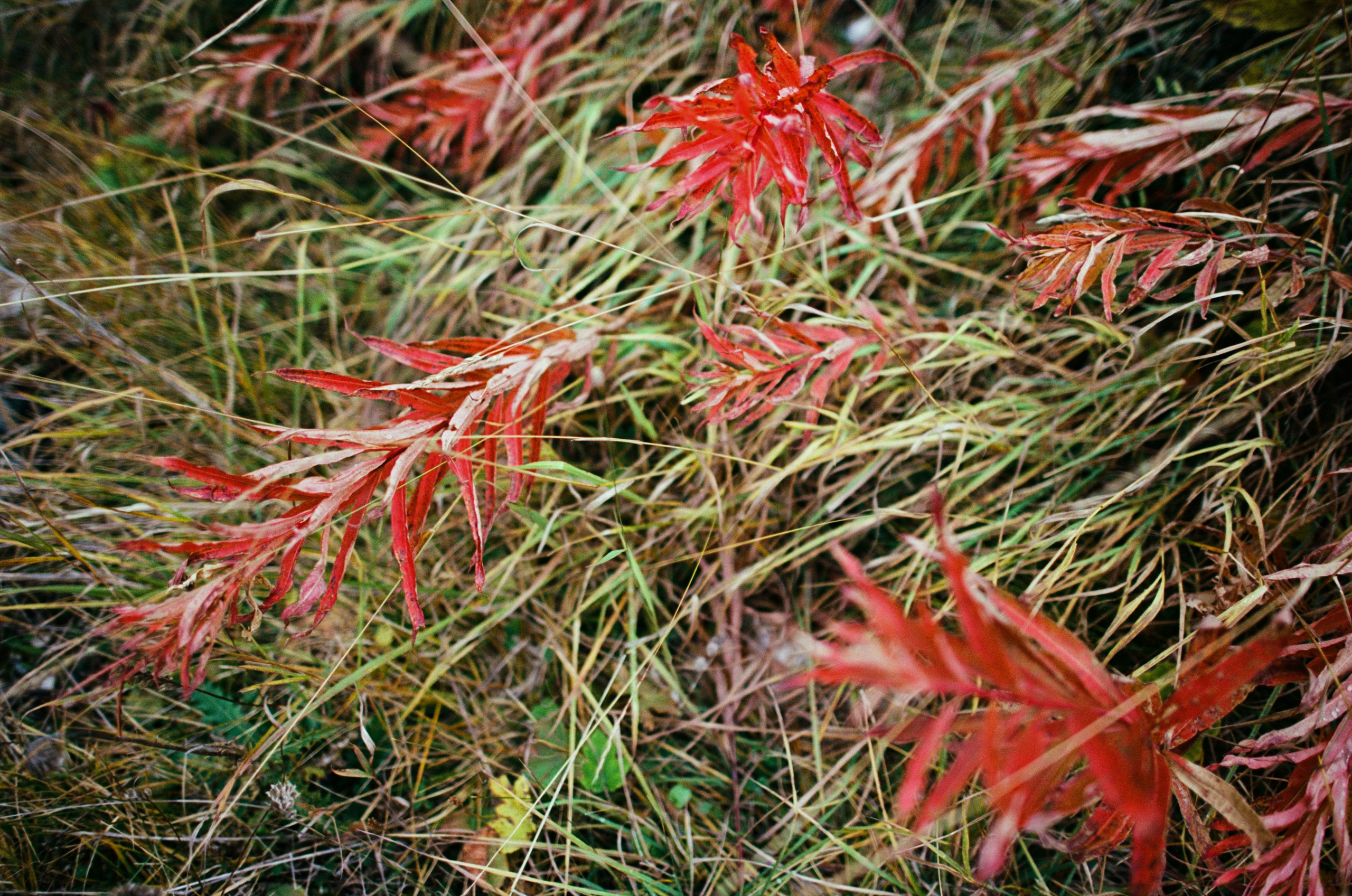 Fear for nobody // italy, dolomites. EVER EXPOSED