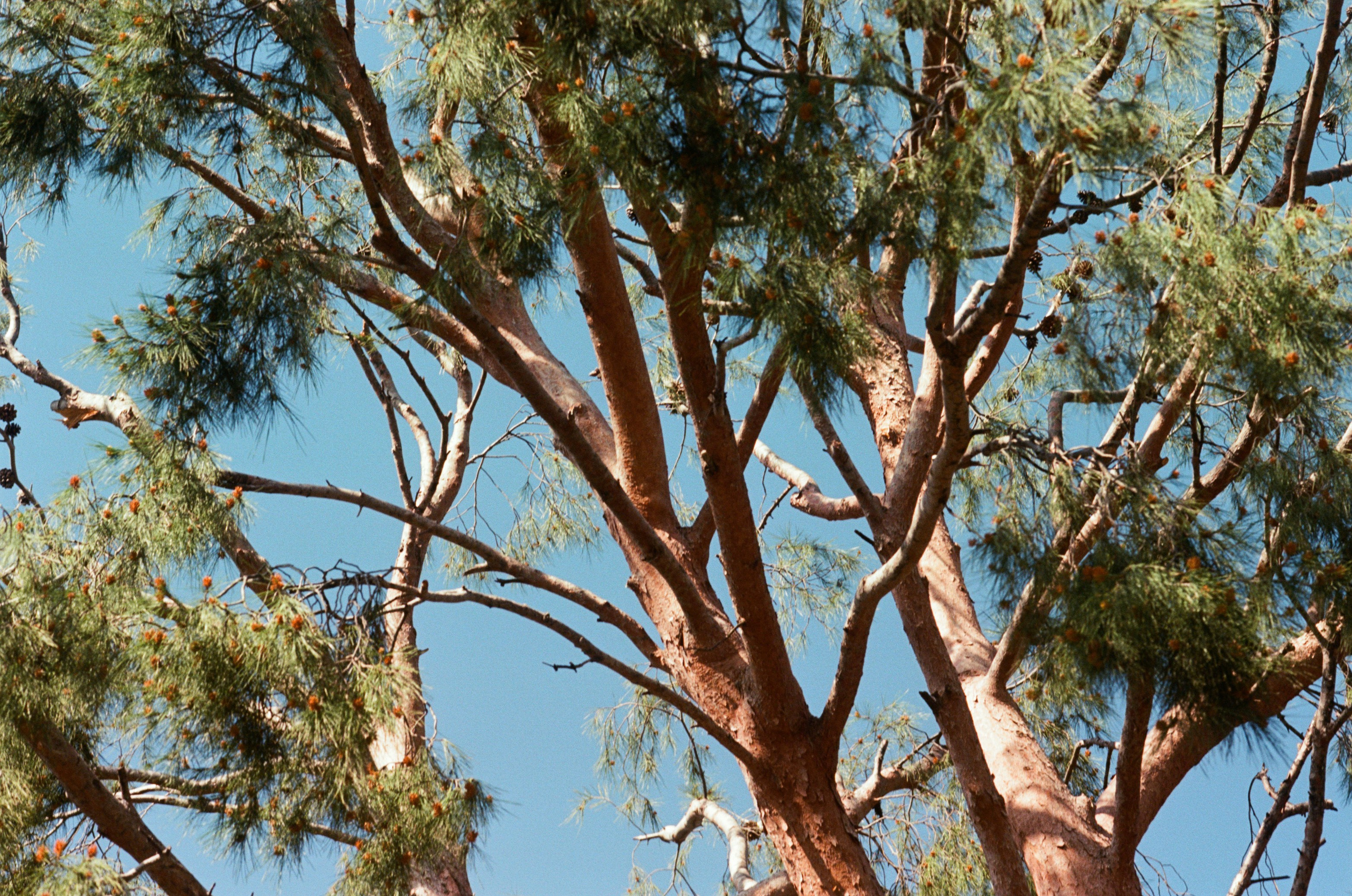 Sakura blues // ukraine, crimea VI. EVER EXPOSED