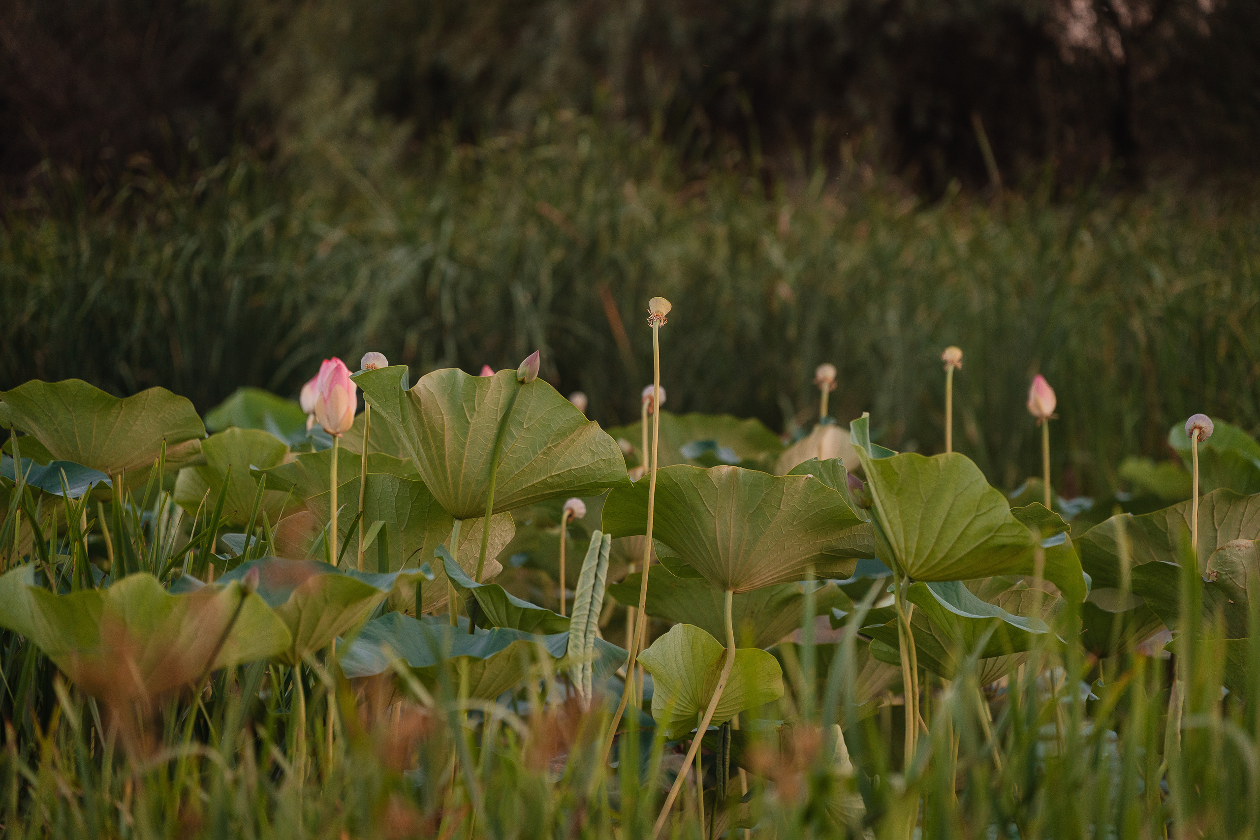 Антон & Ольга. Фотограф Виктория Торгашёва. Астрахань