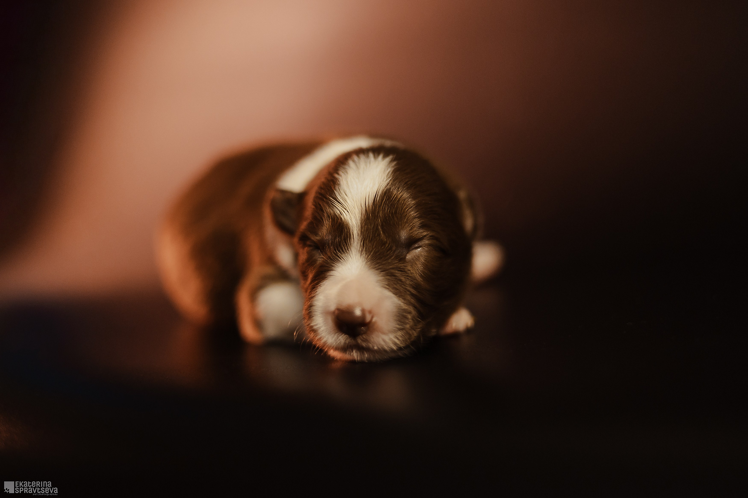 Щенки бордер колли от Ап х Ра. Фотограф Анималист Екатерина Справцева в Нижнем Новгороде