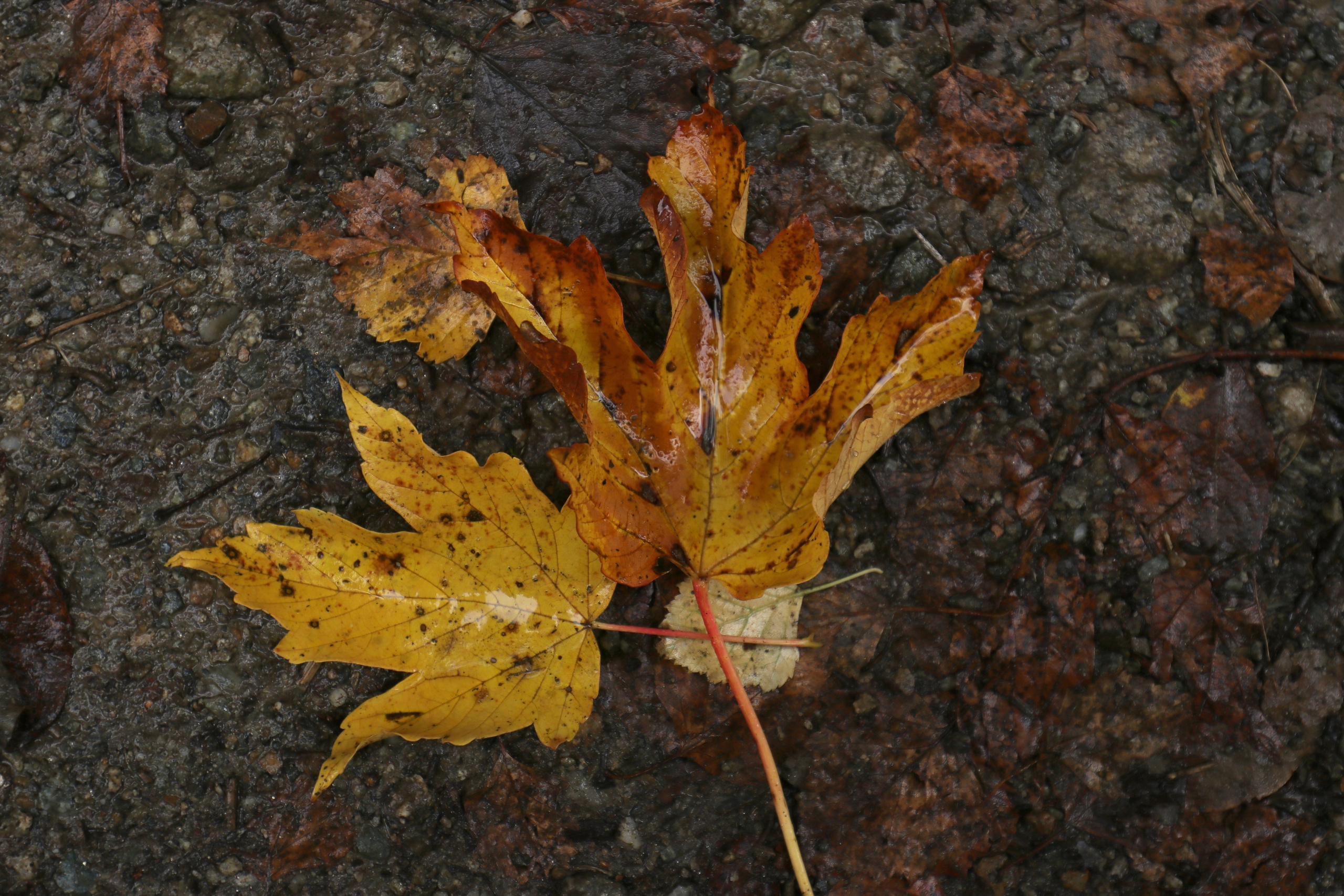 Приэльбрусье. Сентябрь 2024. Путешественник-фотограф из Санкт-Петербурга Татьяна Свистулина