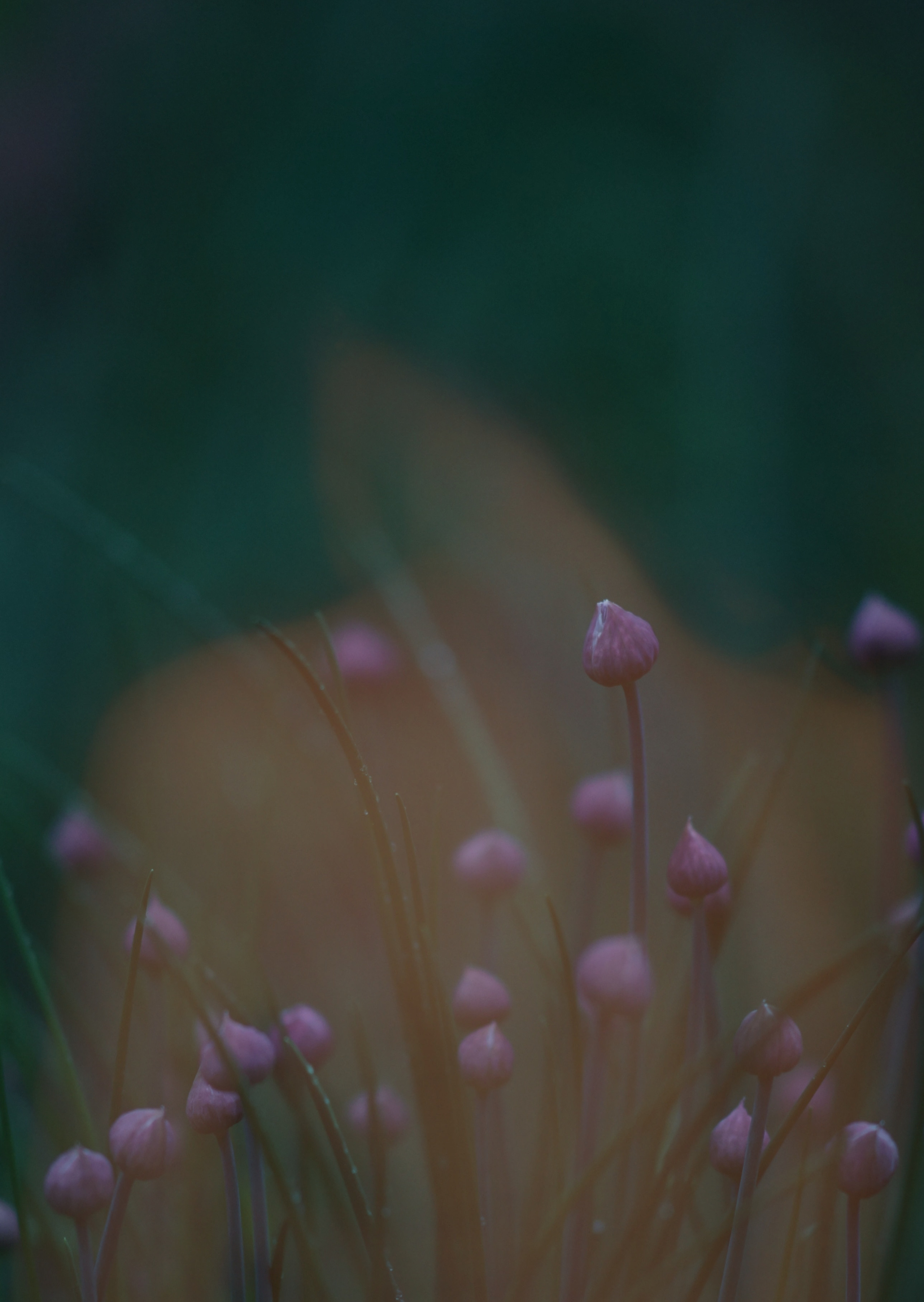 Женский портрет Троицк Москва