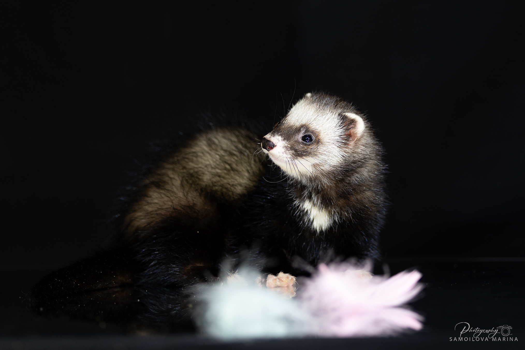 Хорьки. Фотограф-анималист в Москве и МО Самойлова Марина