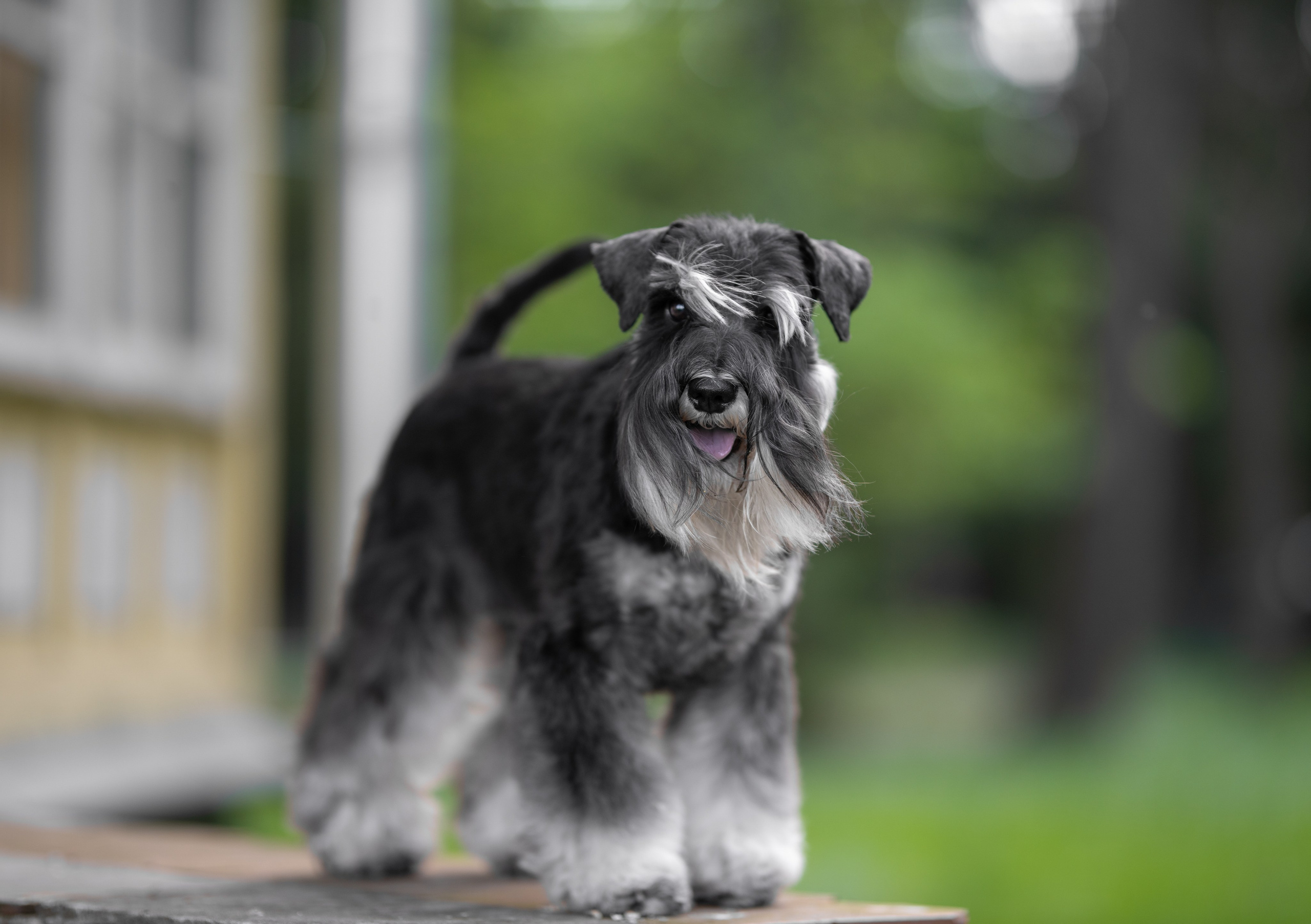 Питомник Делинсо Бэлэнс, щенки цвергшнауцера, купить щенка цвергшнауцера, питомник цвергшнауцеров, кобель цвергшнауцера для вязки, щенок цвергшнауцера, питомник цвергшнауцеров, черный с серебром, цверг, лучший питомник в беларуси