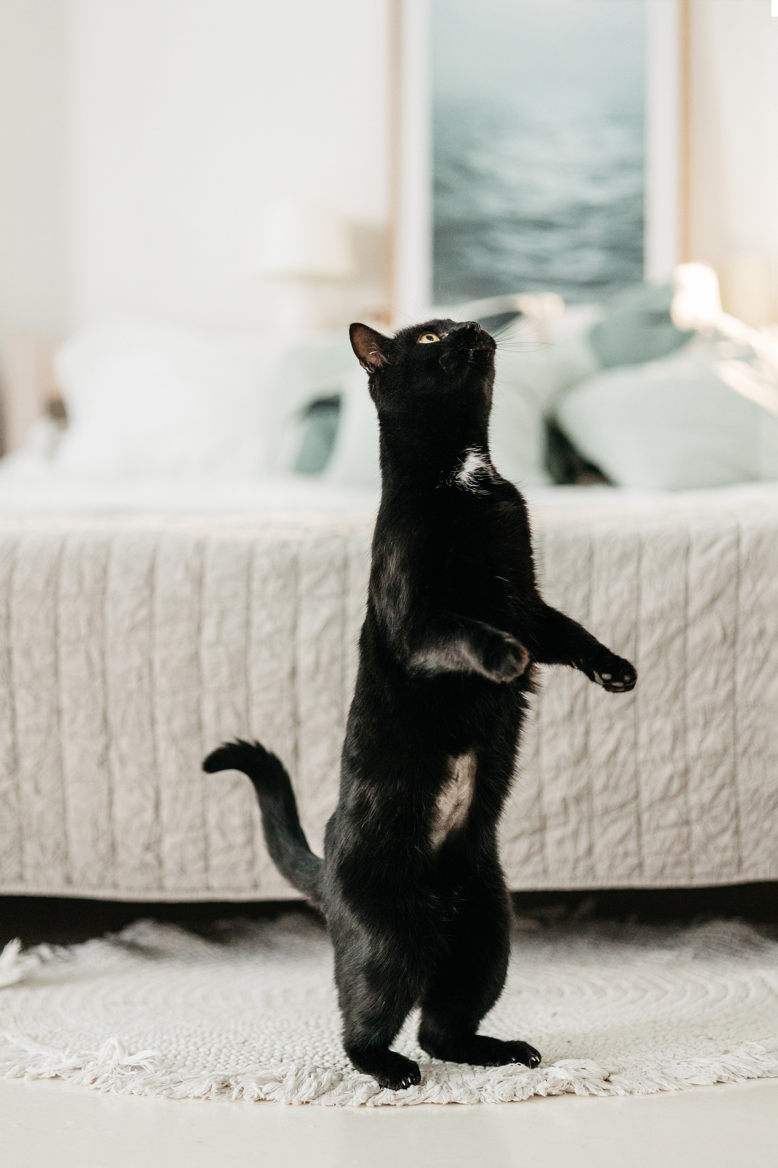 Кузя. Фотограф-анималист Елена Радченко, Москва