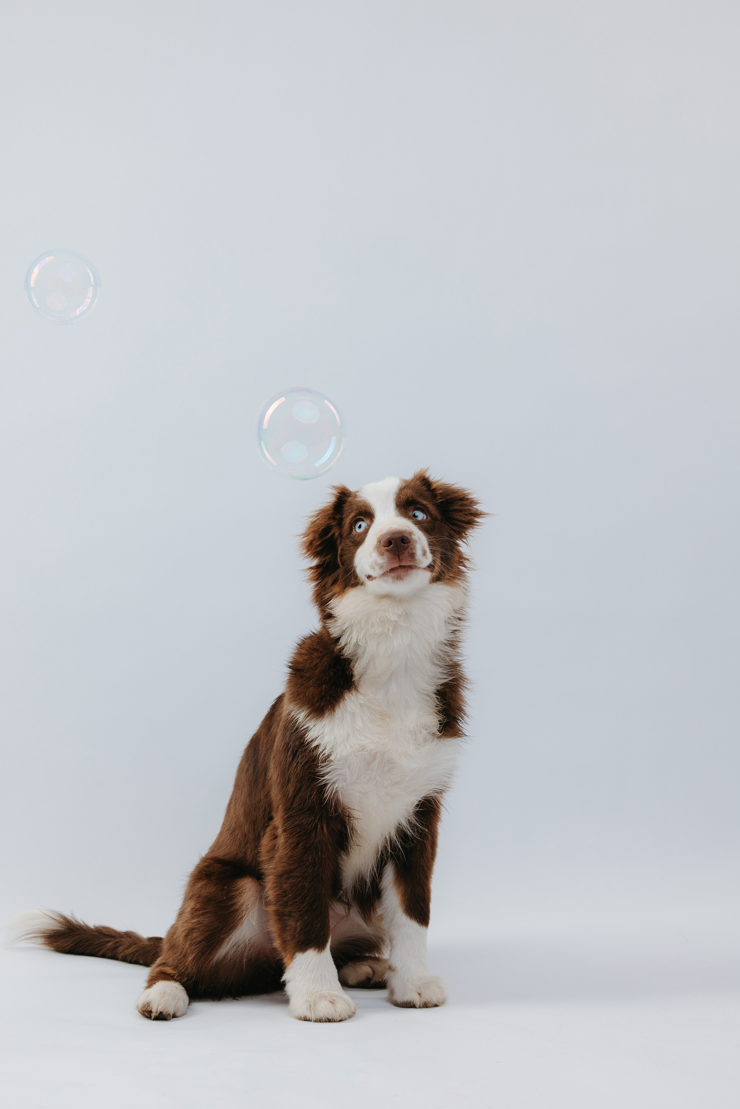 Миниаусси Дайс. Фотограф анималист Осипчикова Мария