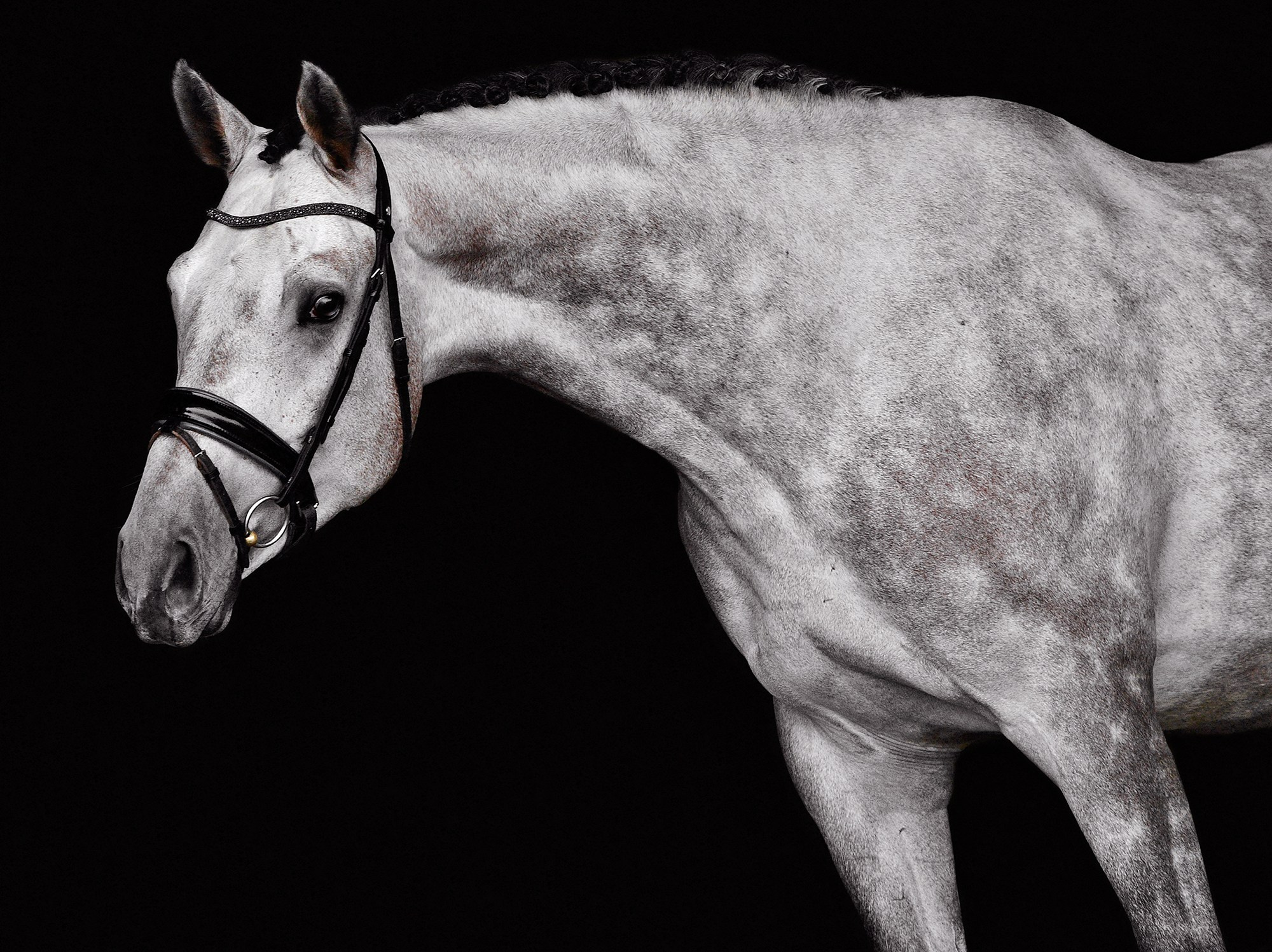 Черный фон. Конный фотограф Alesya Safe