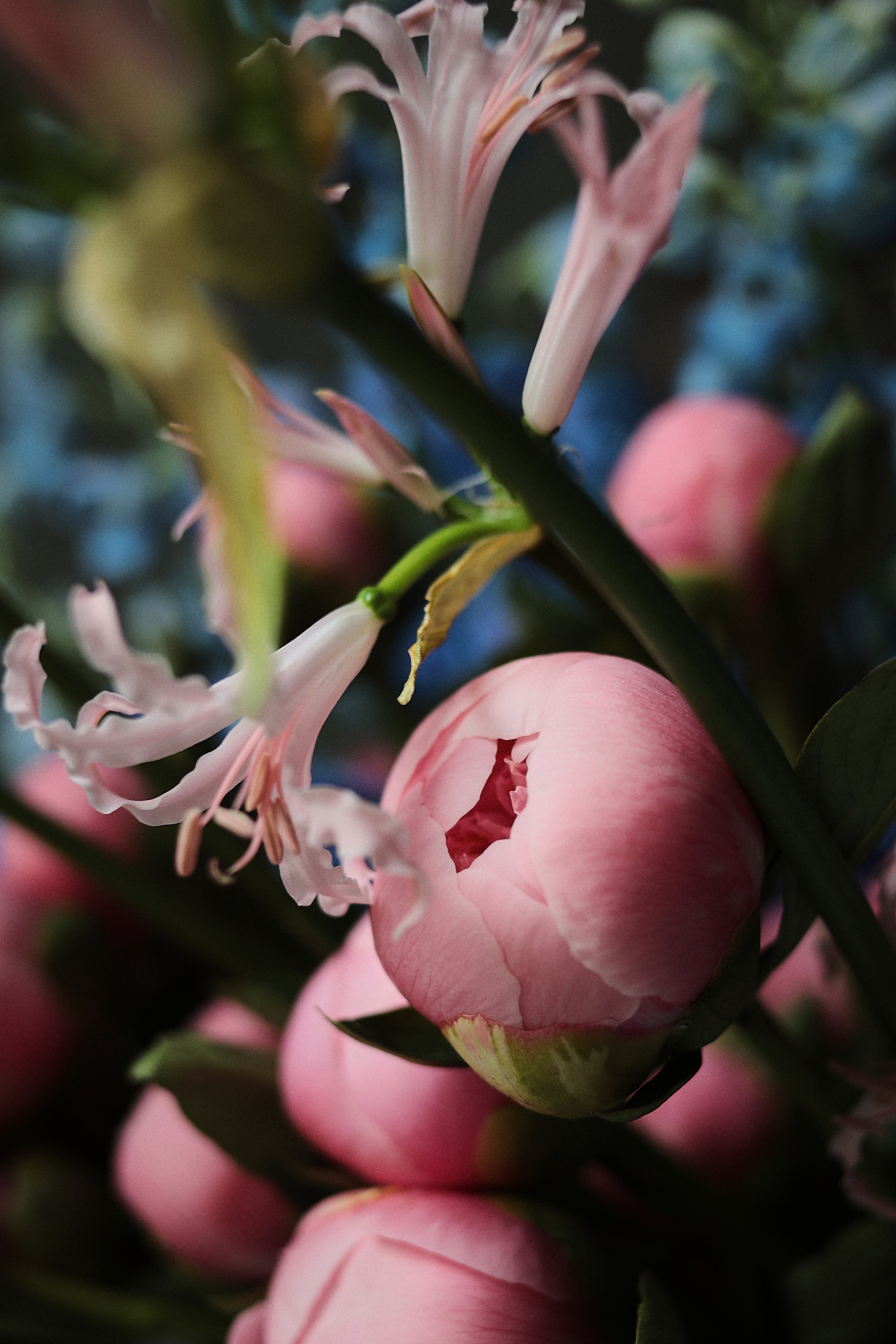 Flowers. Виктория Калугина — фотограф и видеомейкер в Москве