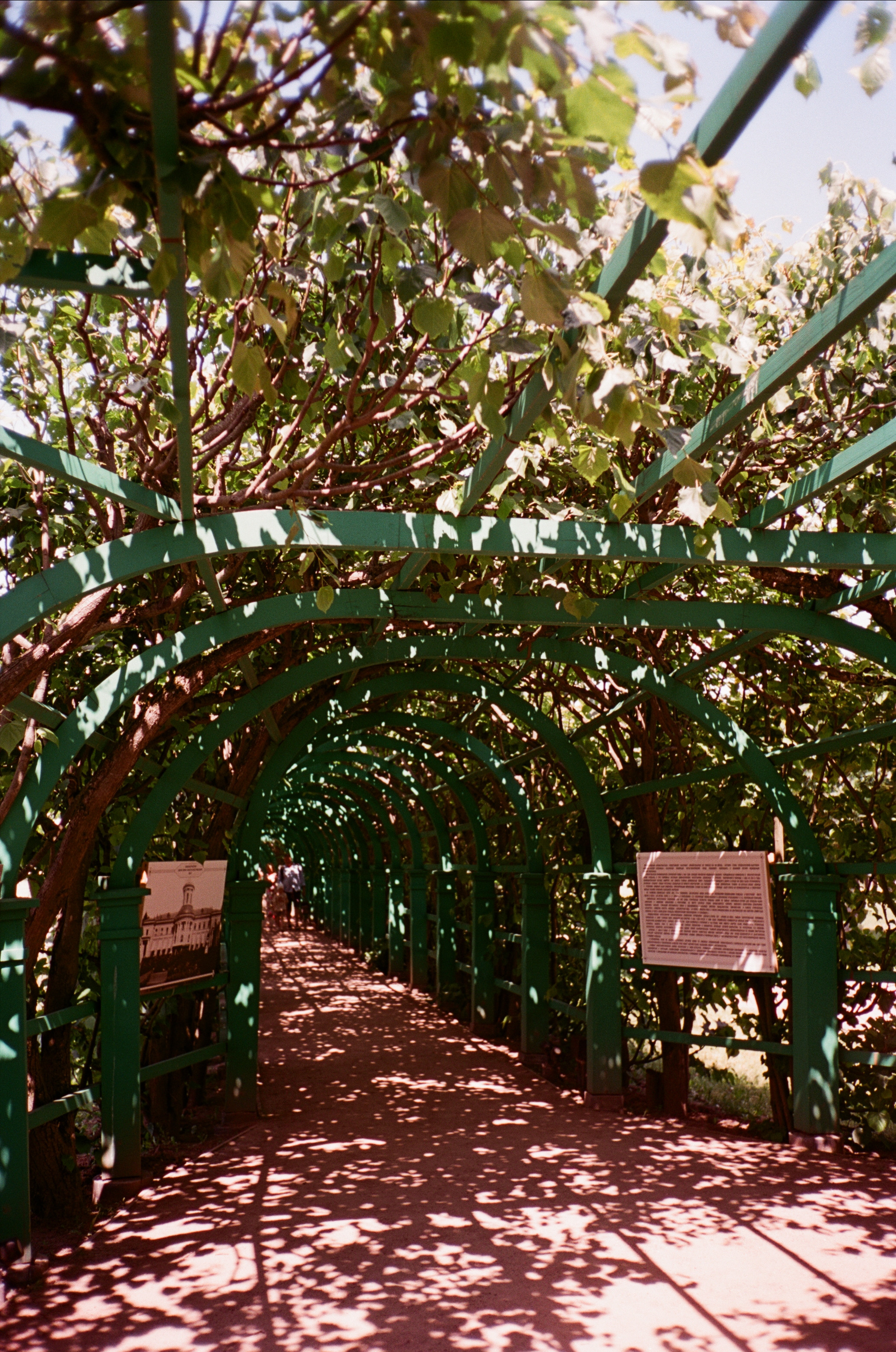 Архангельское. Лето. Июль. Фотограф-документалист Мария Осокина