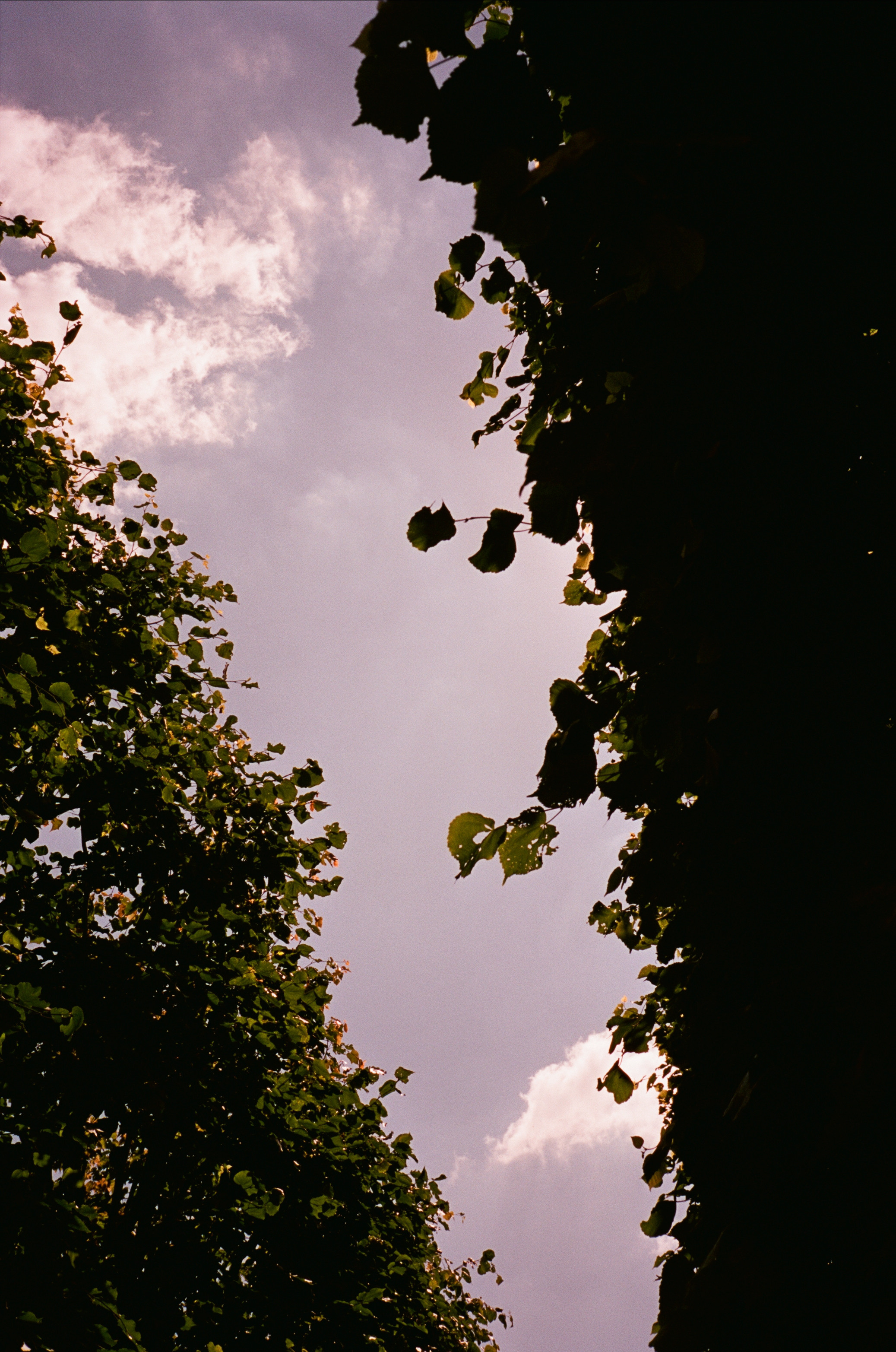 Архангельское. Лето. Июль. Фотограф-документалист Мария Осокина