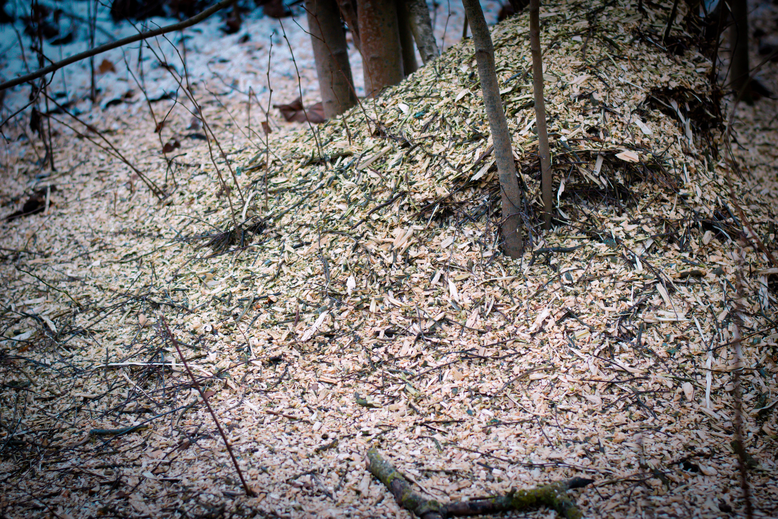 Дробление веток. Аrbori Culturist