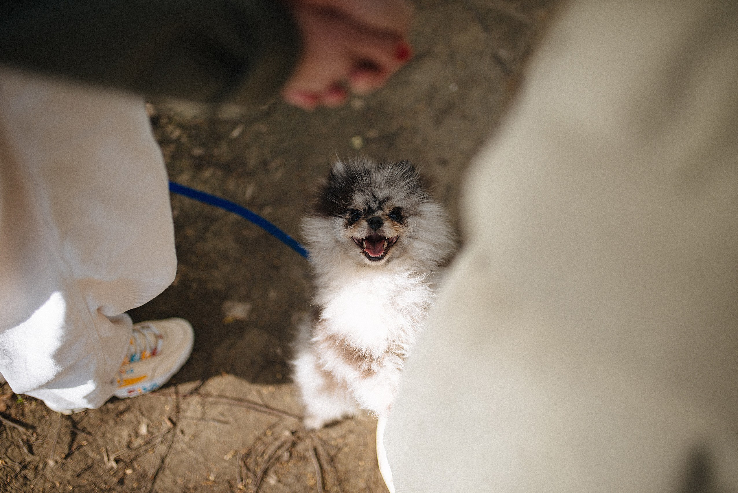 Прогулочная фотосессия lovestory с собачкой. Семейный фотограф Дарья Едапина Новосибирск. Фотограф Дарья Едапина Новосибирск