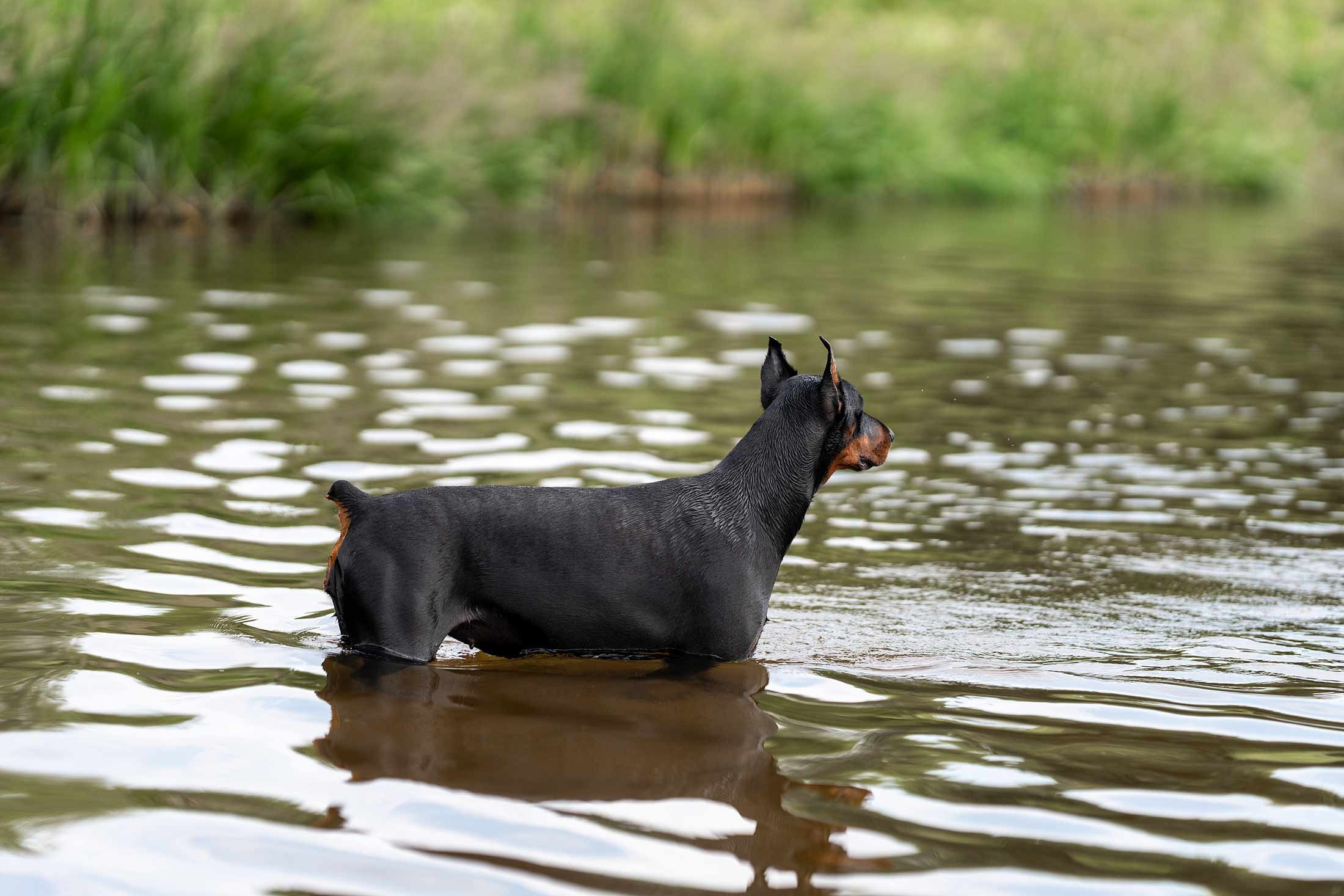 Фанта и Асти. Фотограф анималист Ольга Луканенкова в Москве