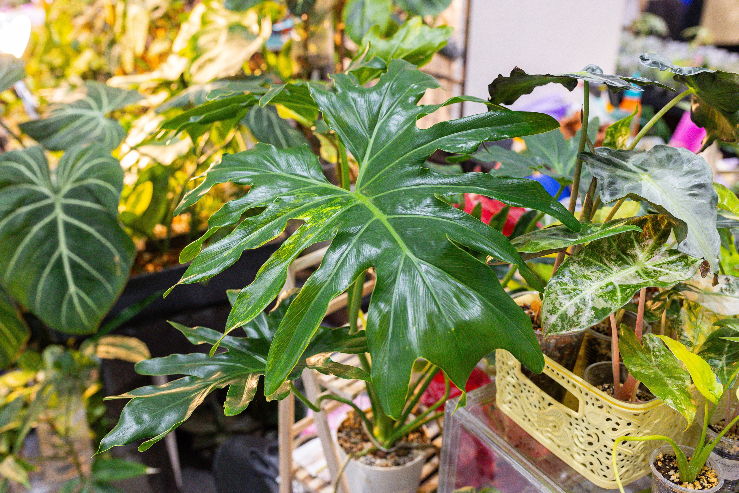 Монстериум 11–12 октября. Александра Куликова фотограф, Москва