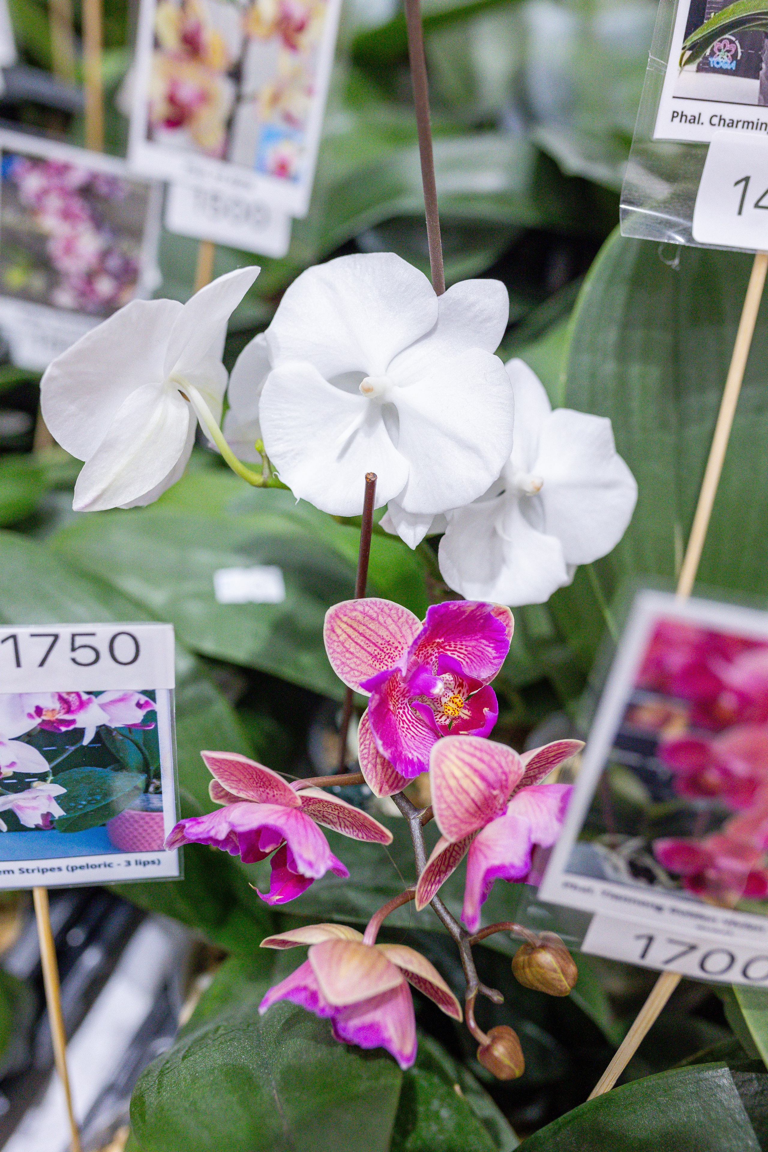 Орхидиум 12.2025. Александра Куликова фотограф, Москва