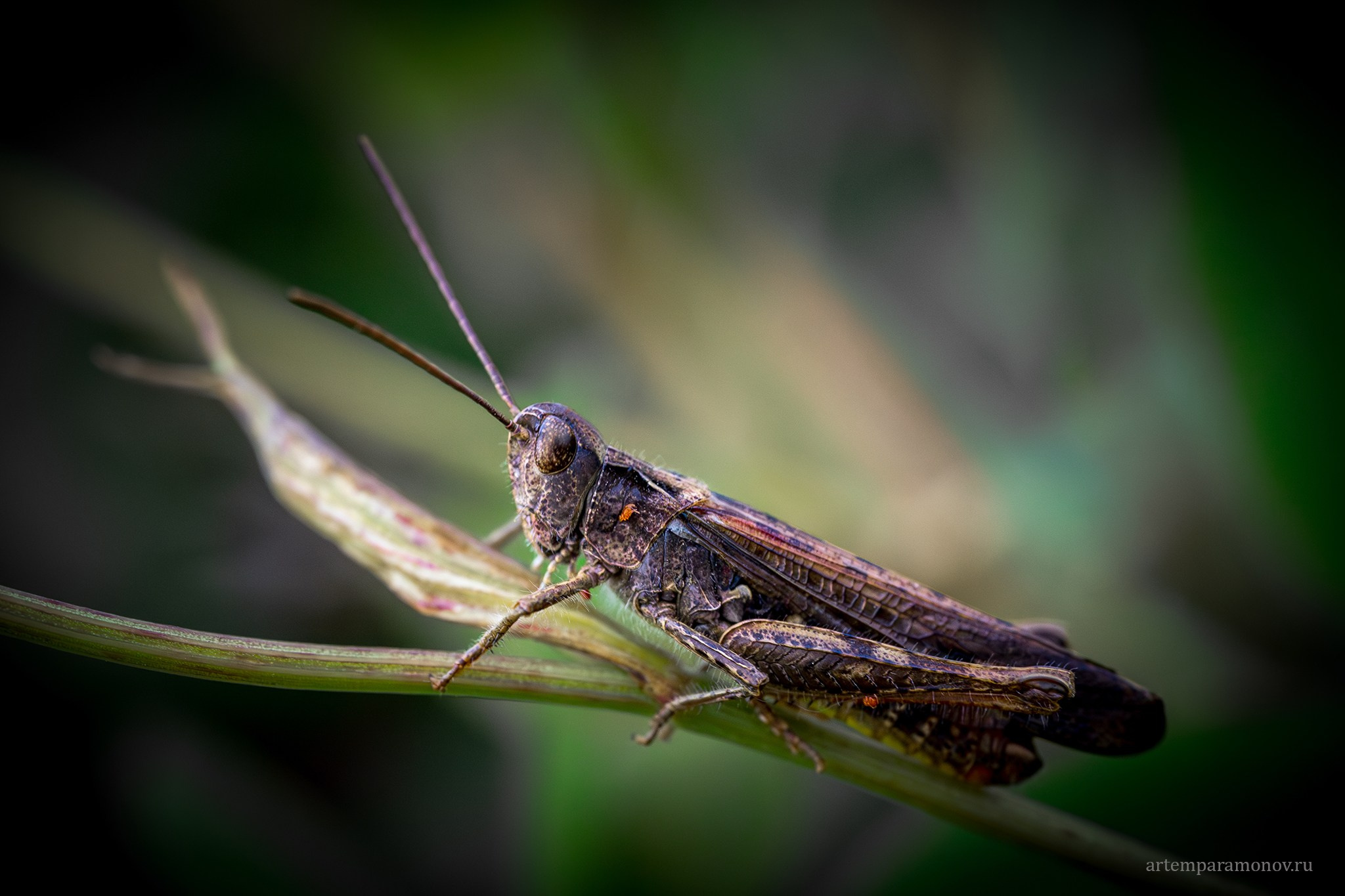 Макрофото. Фотохудожник Артём Парамонов