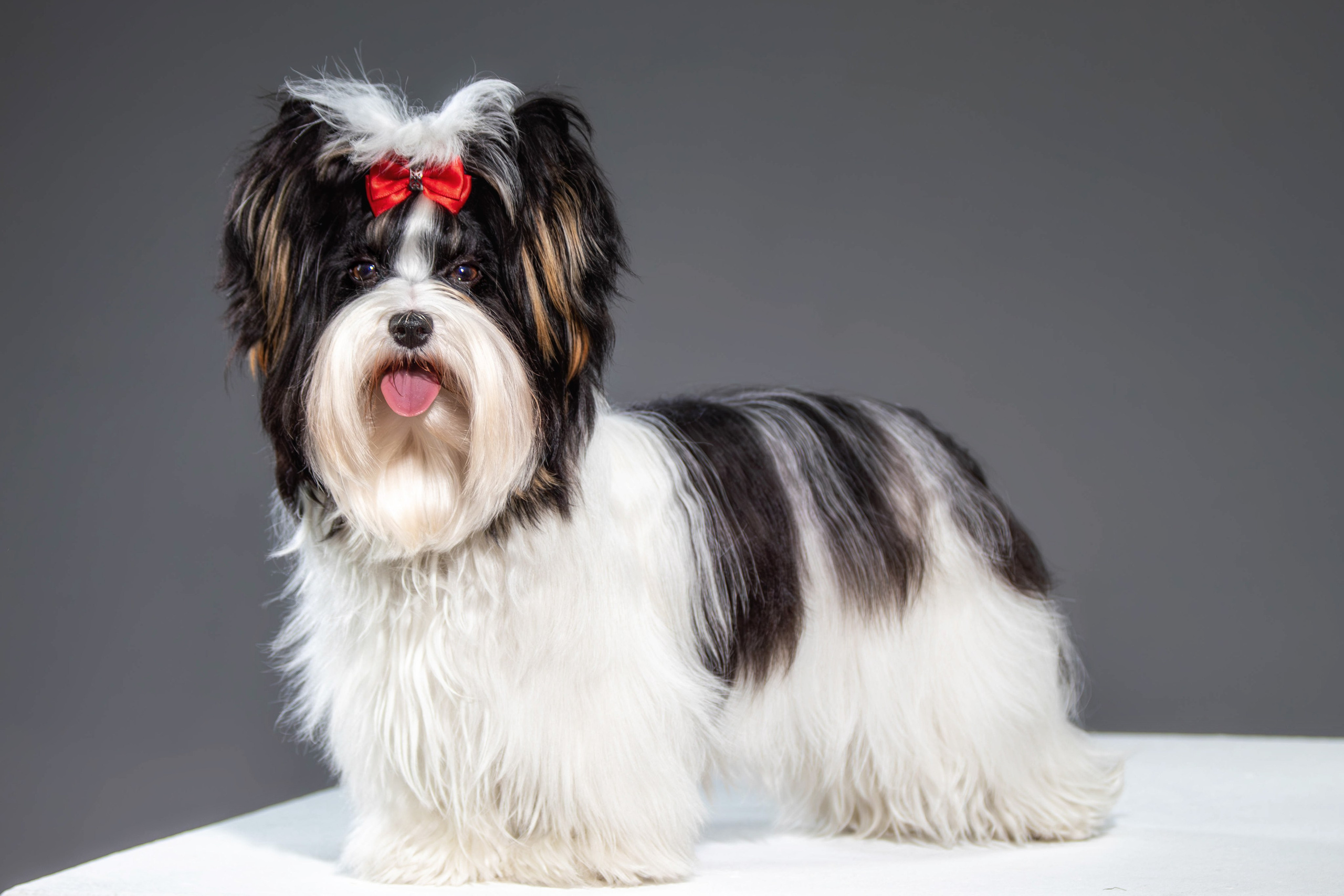 Фотосессия с животными. Фотограф анималист — Тула, Москва