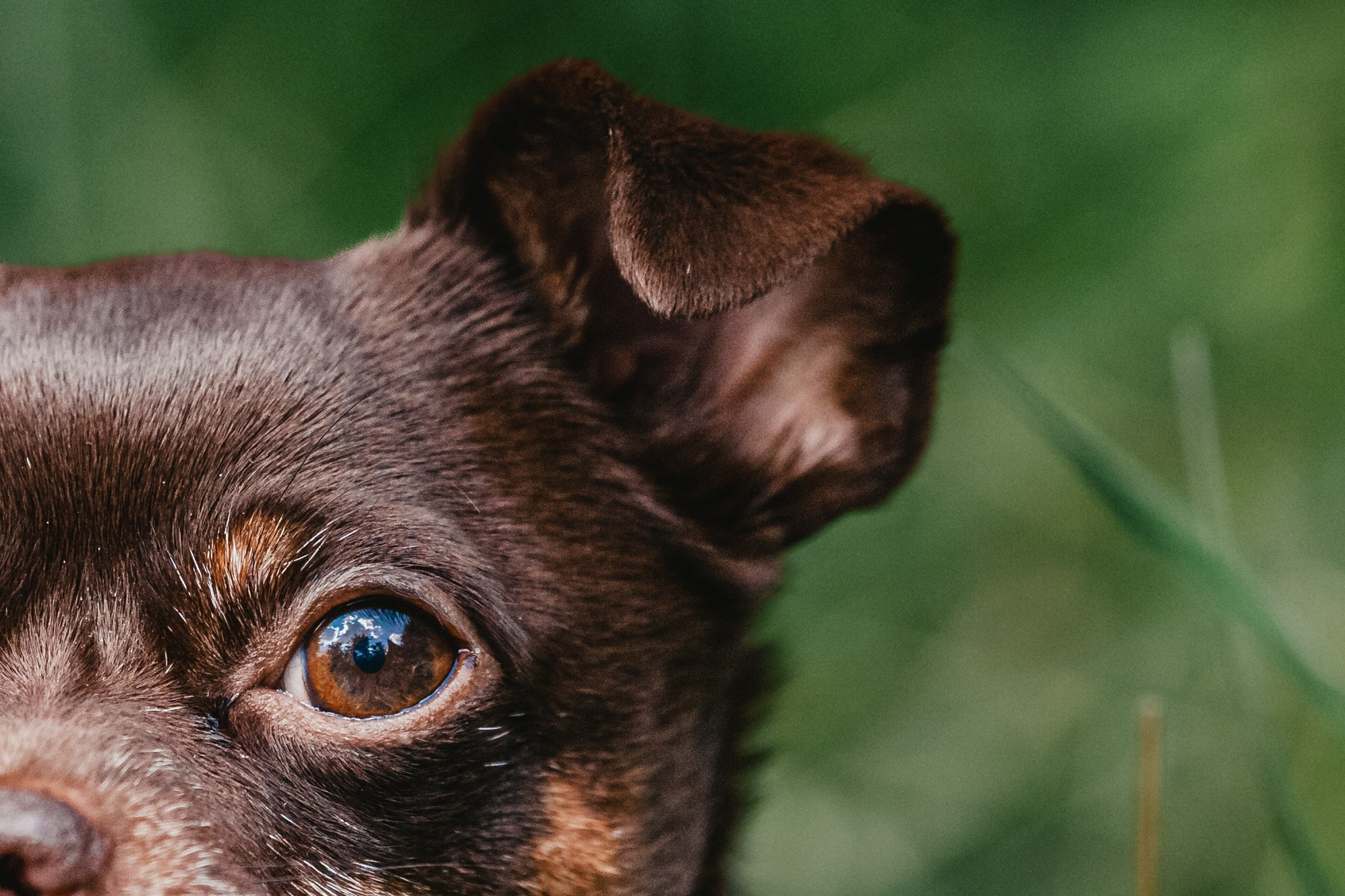 Восточный мост. Фотограф-анималист Татьяна Степанова