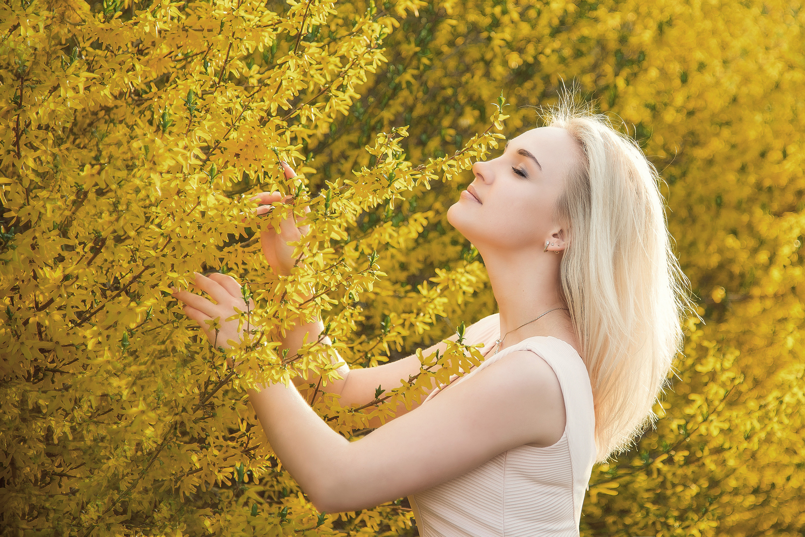 Форзиция. Фотограф Галина Лисанова, г. Брянск