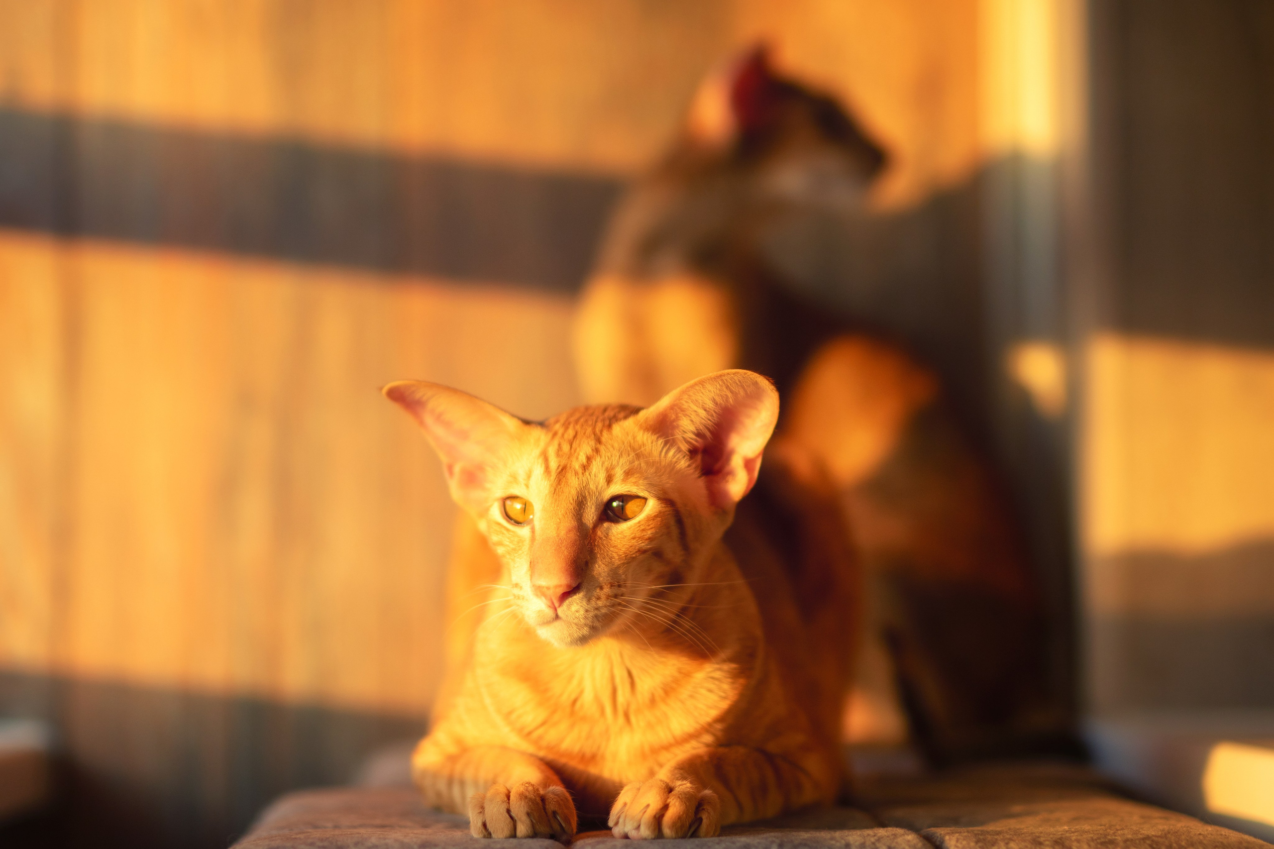 Кошки. Фотограф-анималист Юлия Зубкова