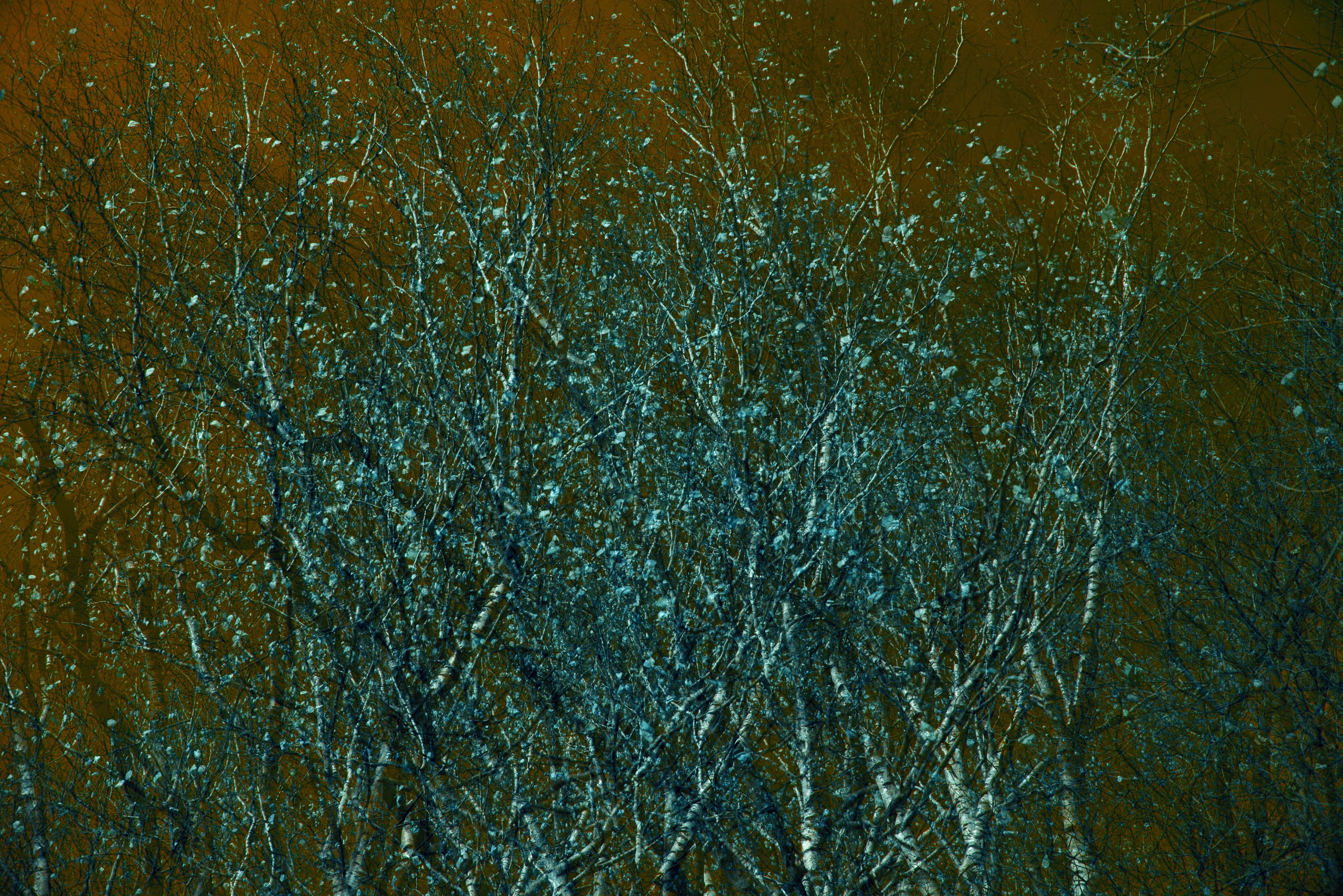 Talking to the forest (in progress). MAIN