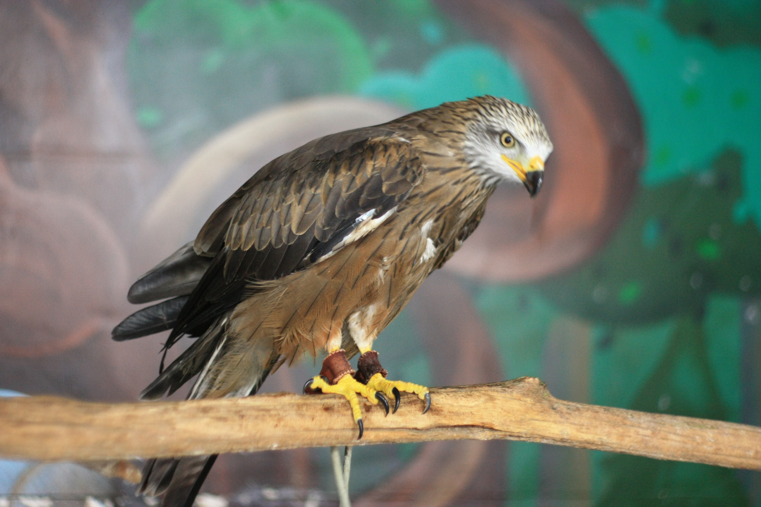 Первые кадры. Сочи — парк. Фотограф Роман Адлер