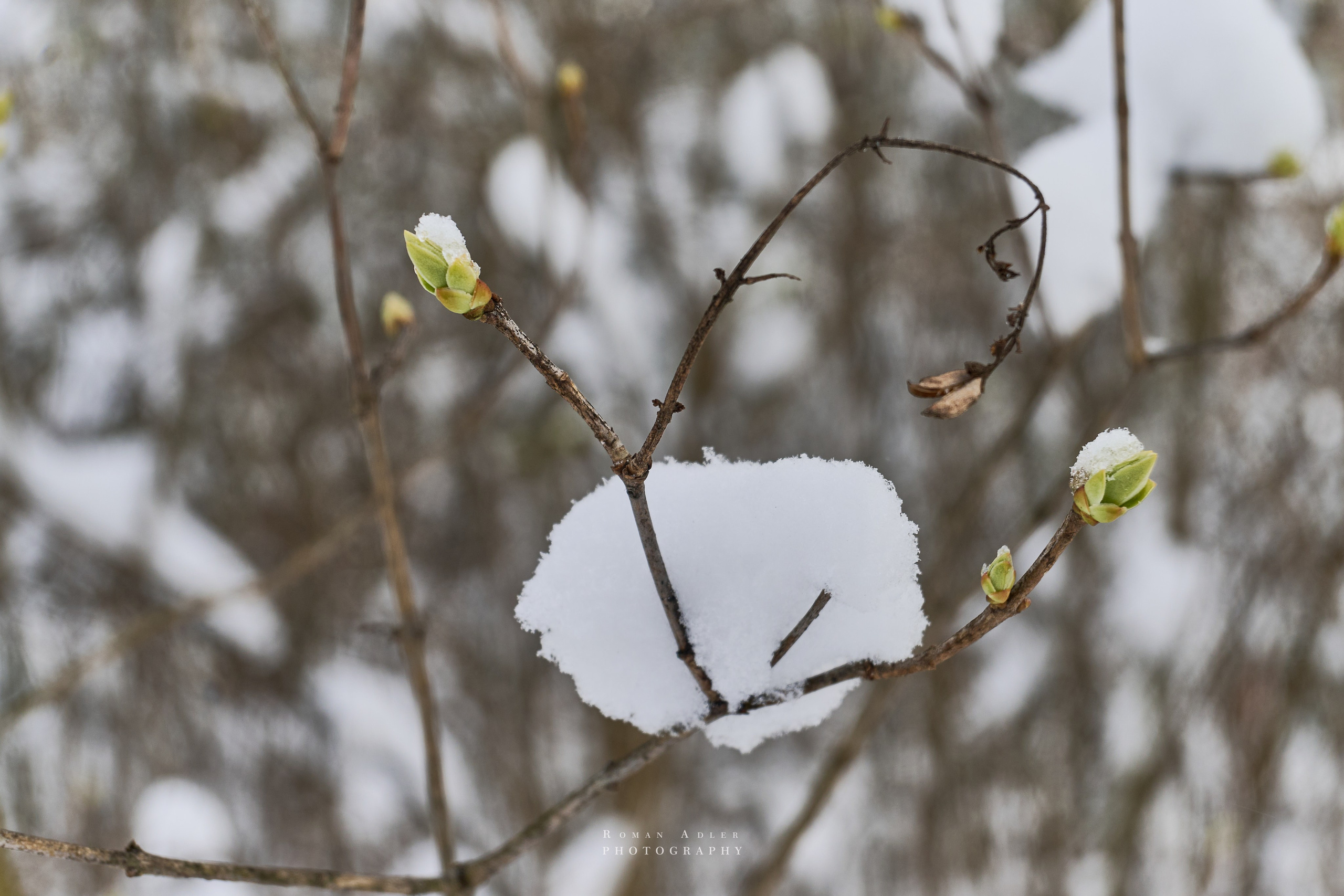 Апрельский снег. Москва 2025. Фотограф Роман Адлер