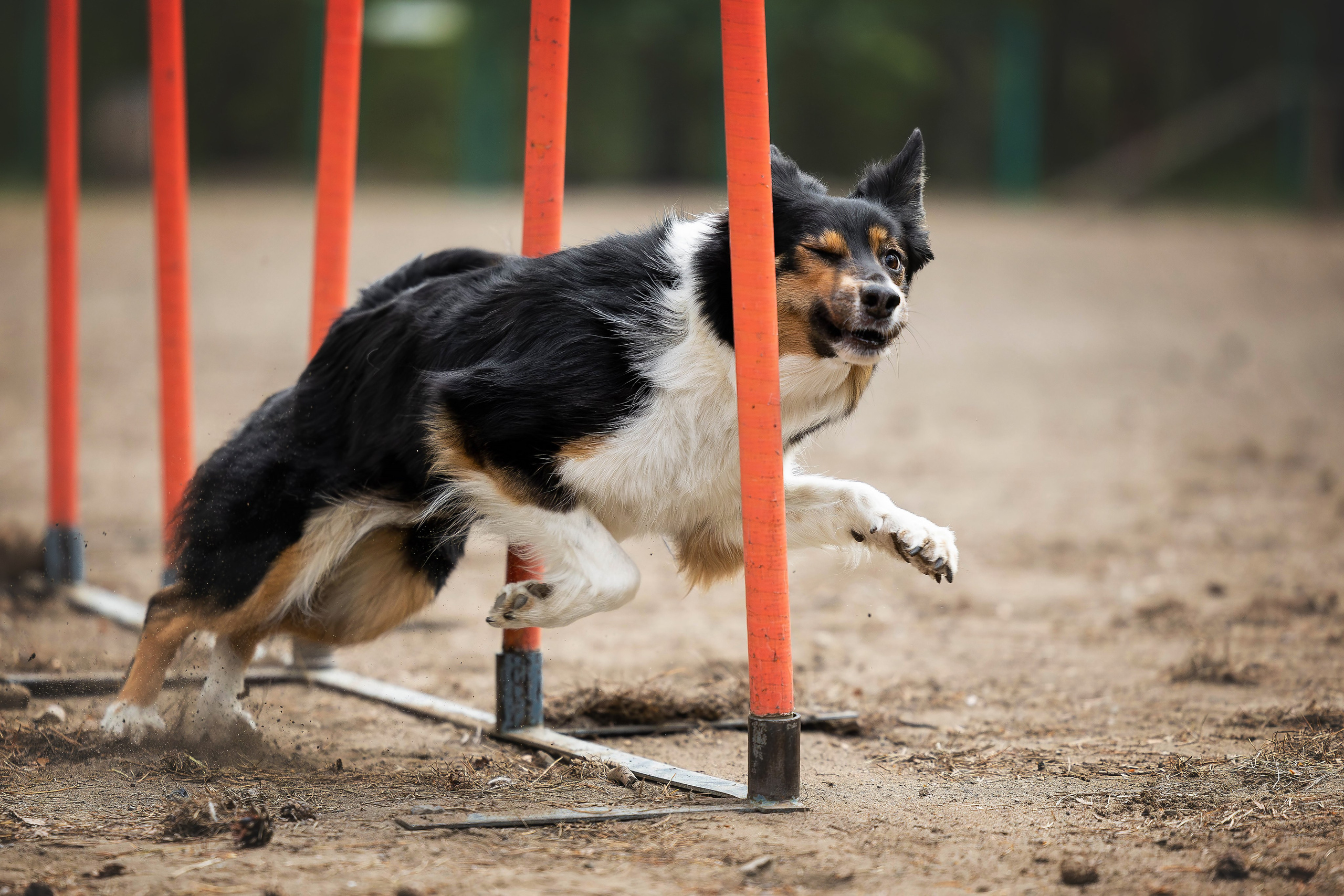 Тренировка аджилити. Фотограф Анималист в Перми Анастасия Остерман