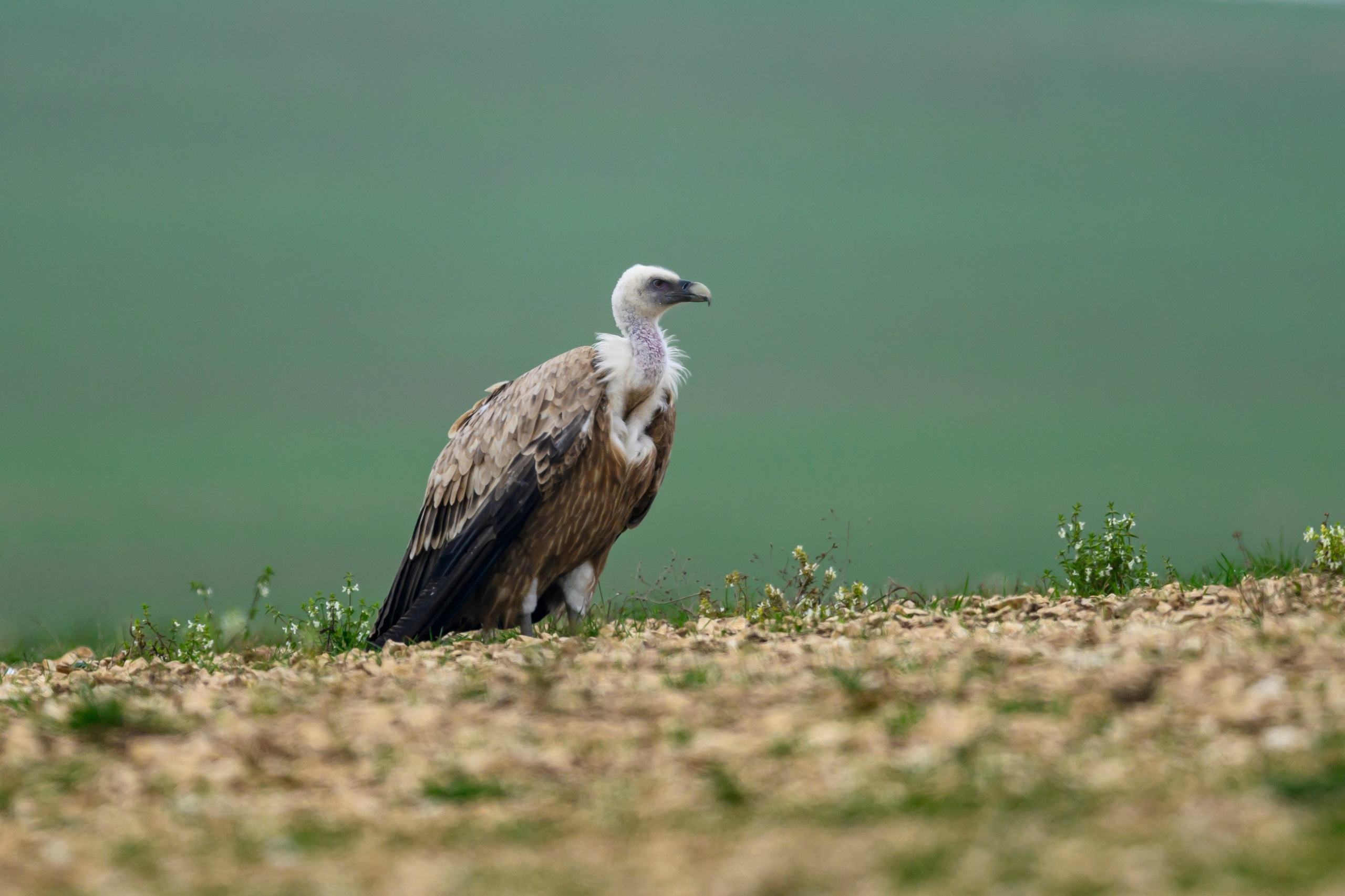 Дагестан. Ноябрь 2025. Фотограф Сергей Пупонин