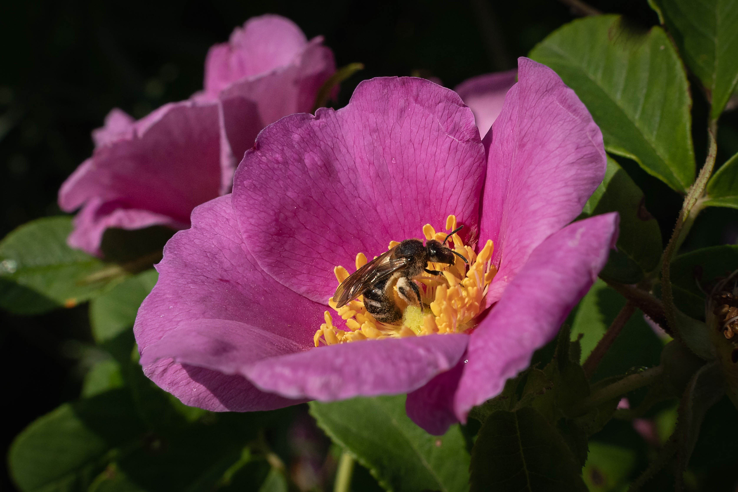 Портфолио. Фотограф и видеограф, видеомонтаж в Амурской области Игорь Иванов