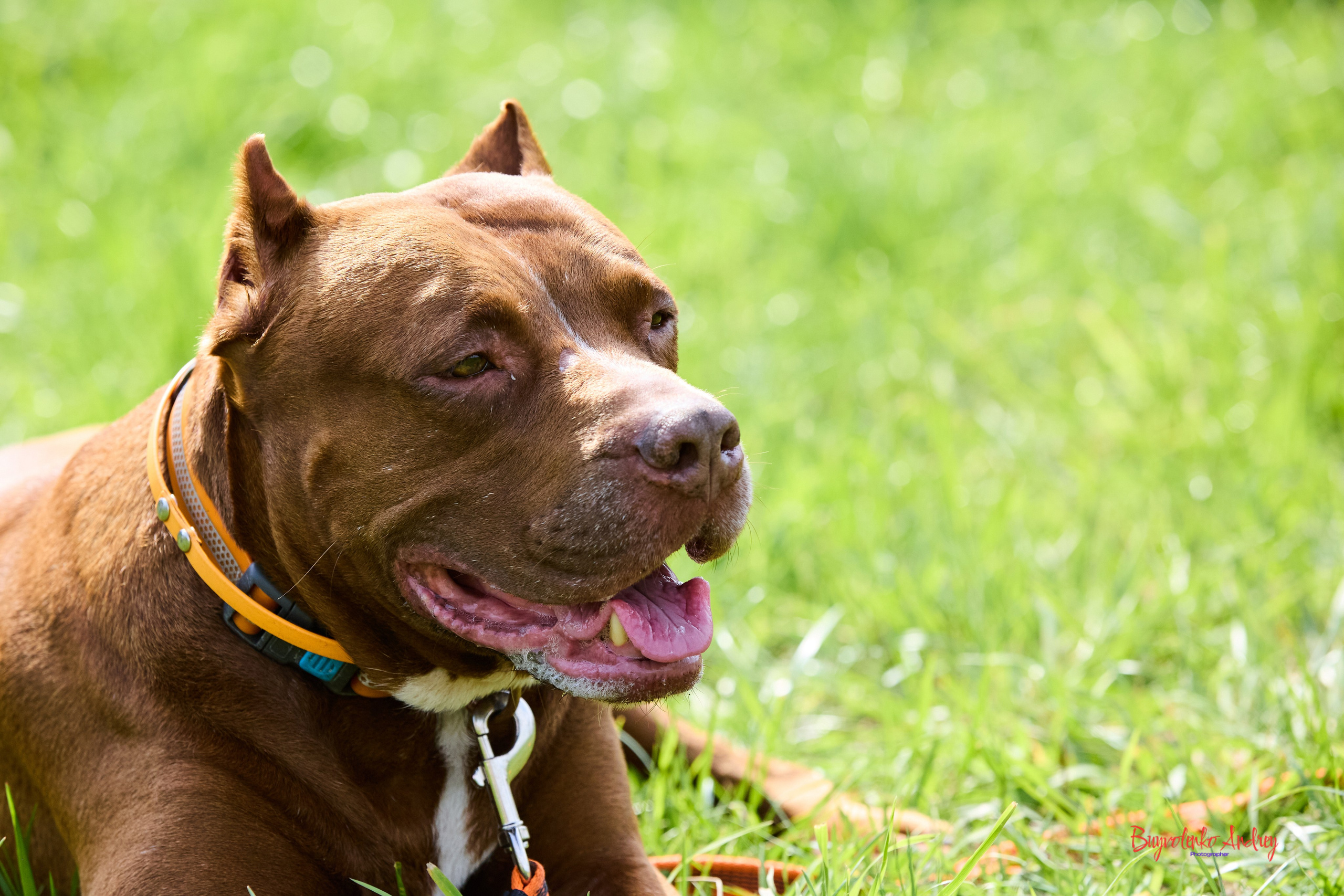 Проект фотопрогулка с хвостиком. Buyvolenko Andrey