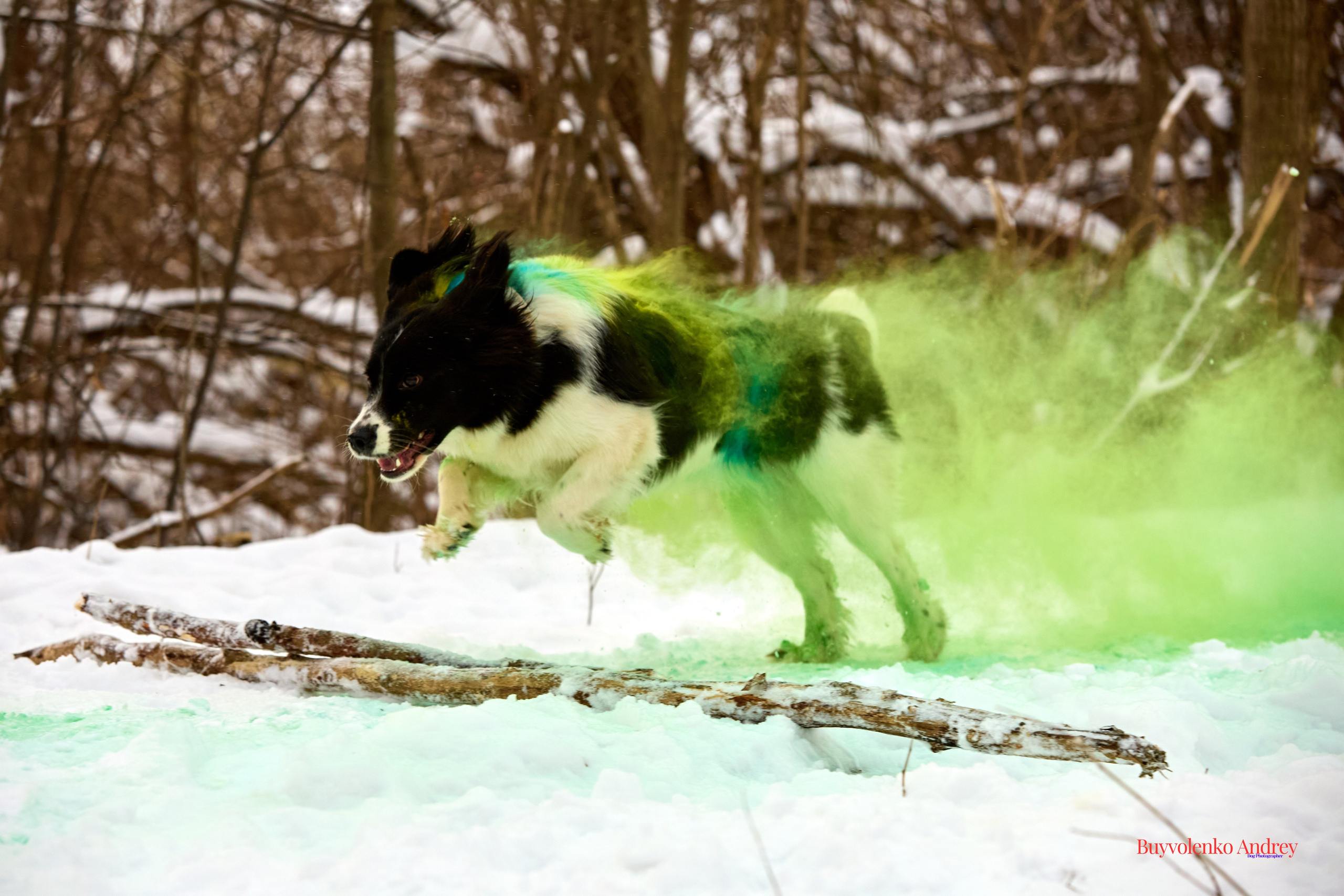 Фотосессия с красками Molly. Buyvolenko Andrey