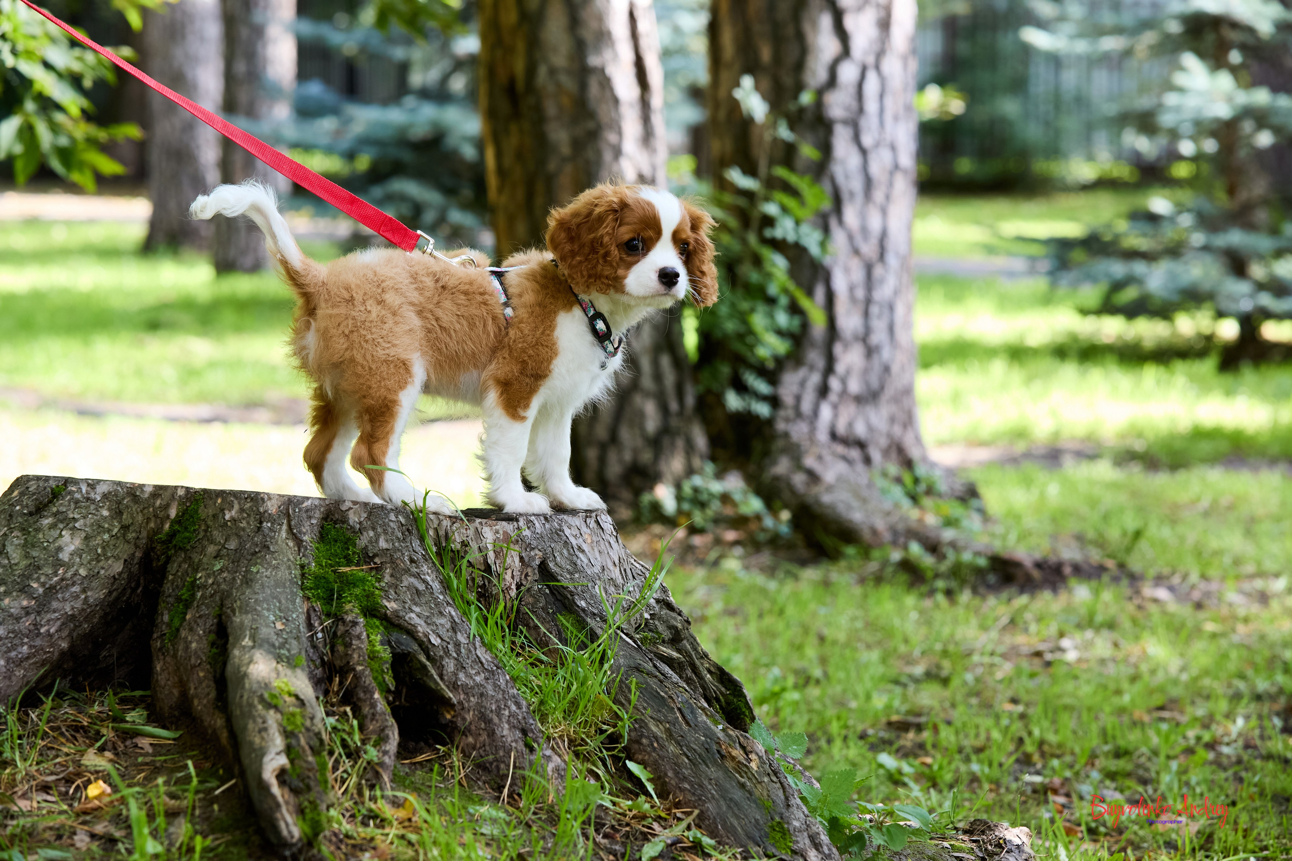 Фотопрогулка с кавалерами. Buyvolenko Andrey