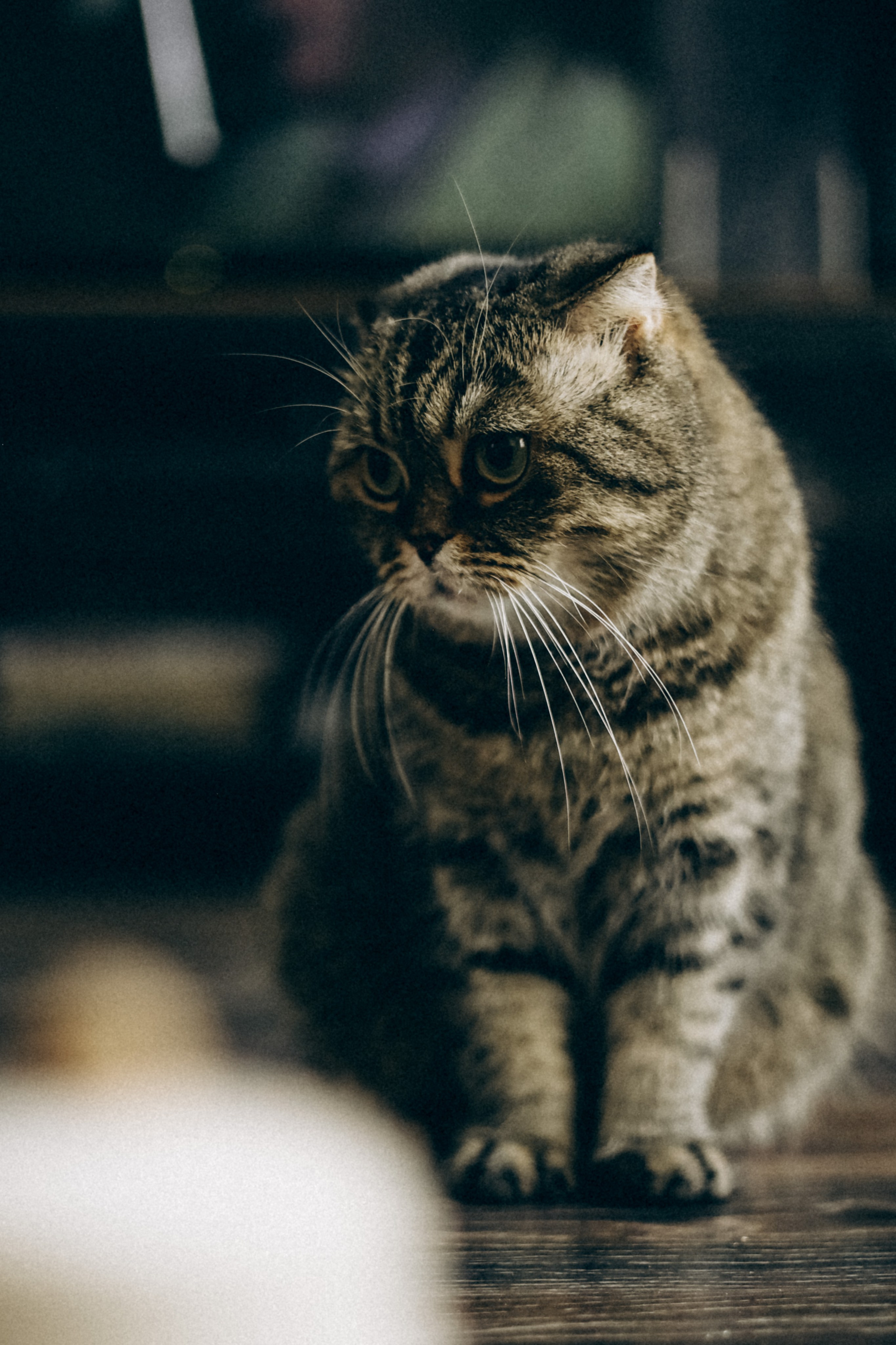 Домашняя. Фотограф Оксана Пономарева