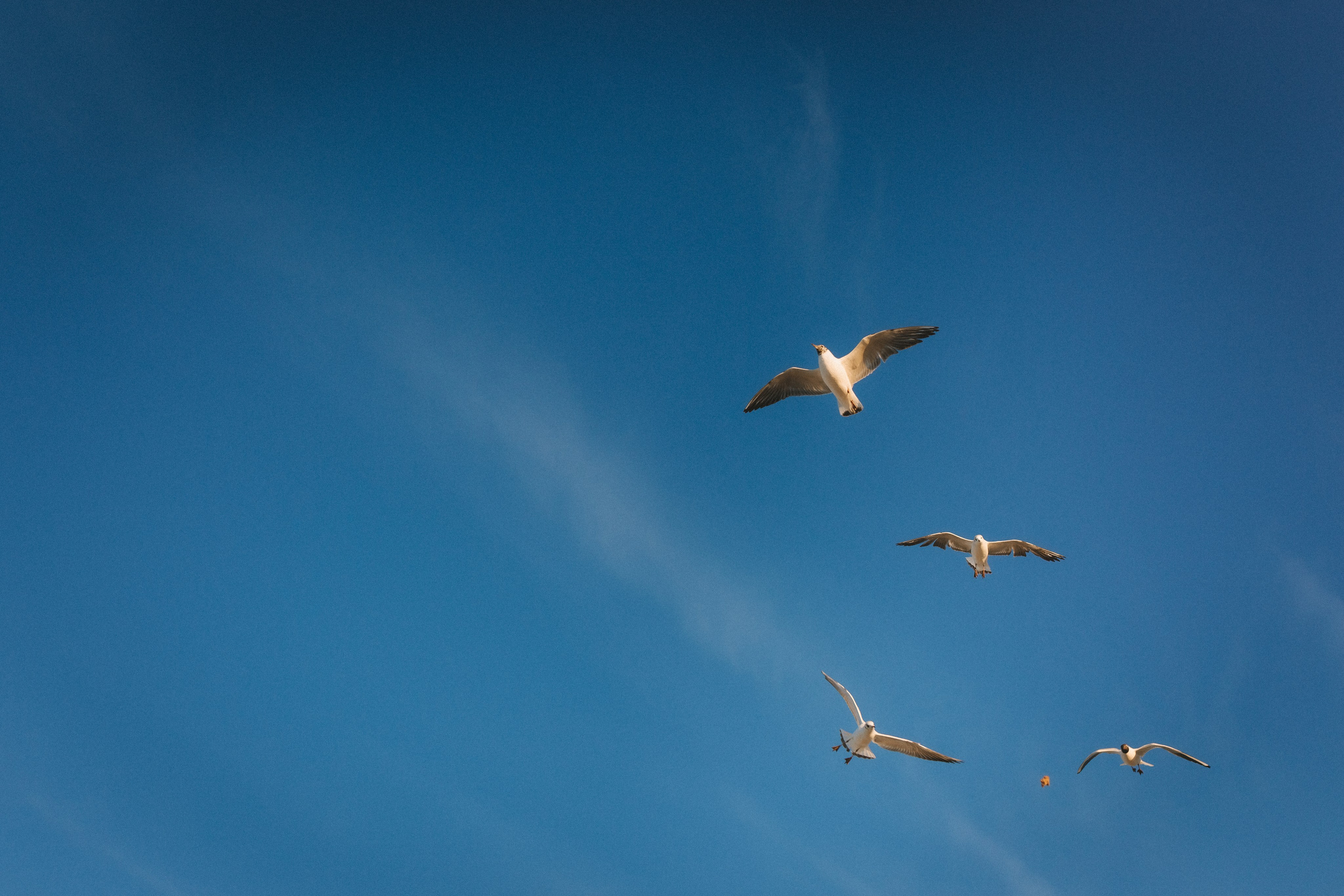 Ольга. Фотограф Зеленоградск Красильникова Елена