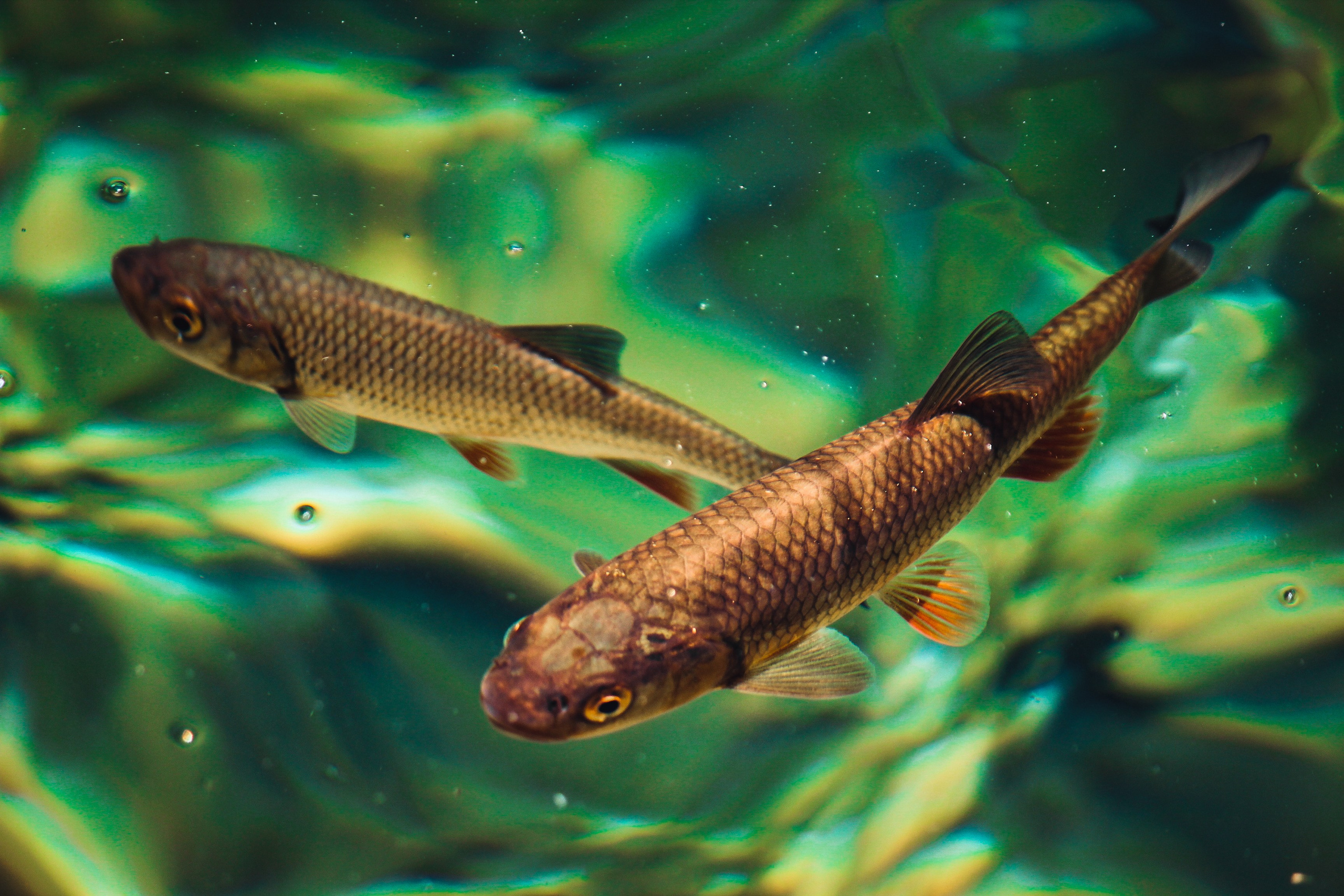 Хорватия: Плитвицкие озера. Дарья Письменюк / Darya Leitstern — фотограф, музыкант, журналист, путешественник