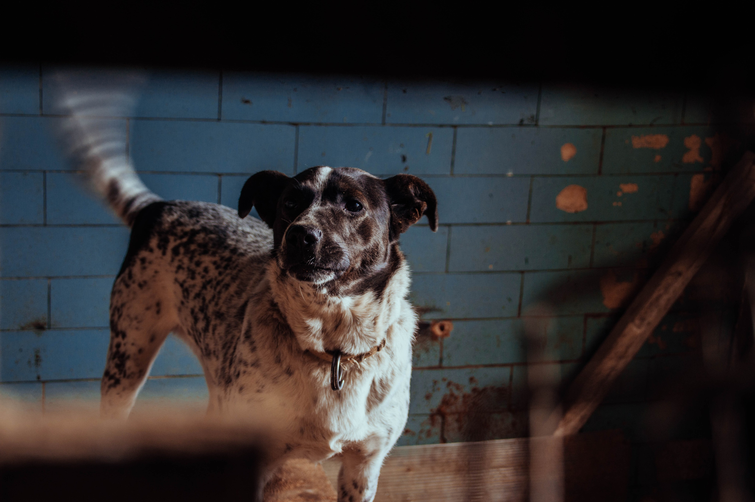 Приют «Дом Добра». Индивидуальный фотограф в Москве