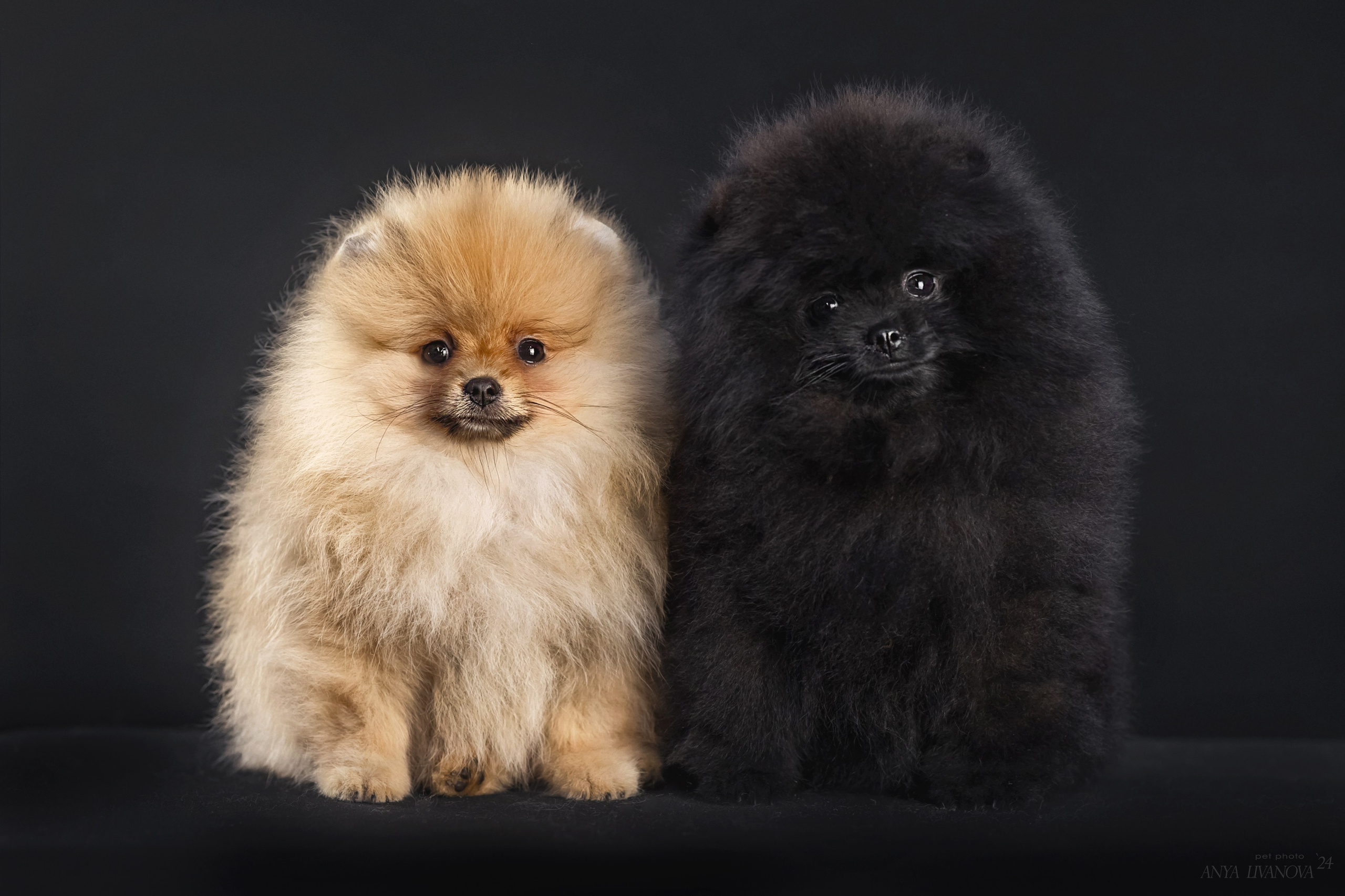 Шпицы. Фотограф анималист Аня Ливанова | Рыбинск