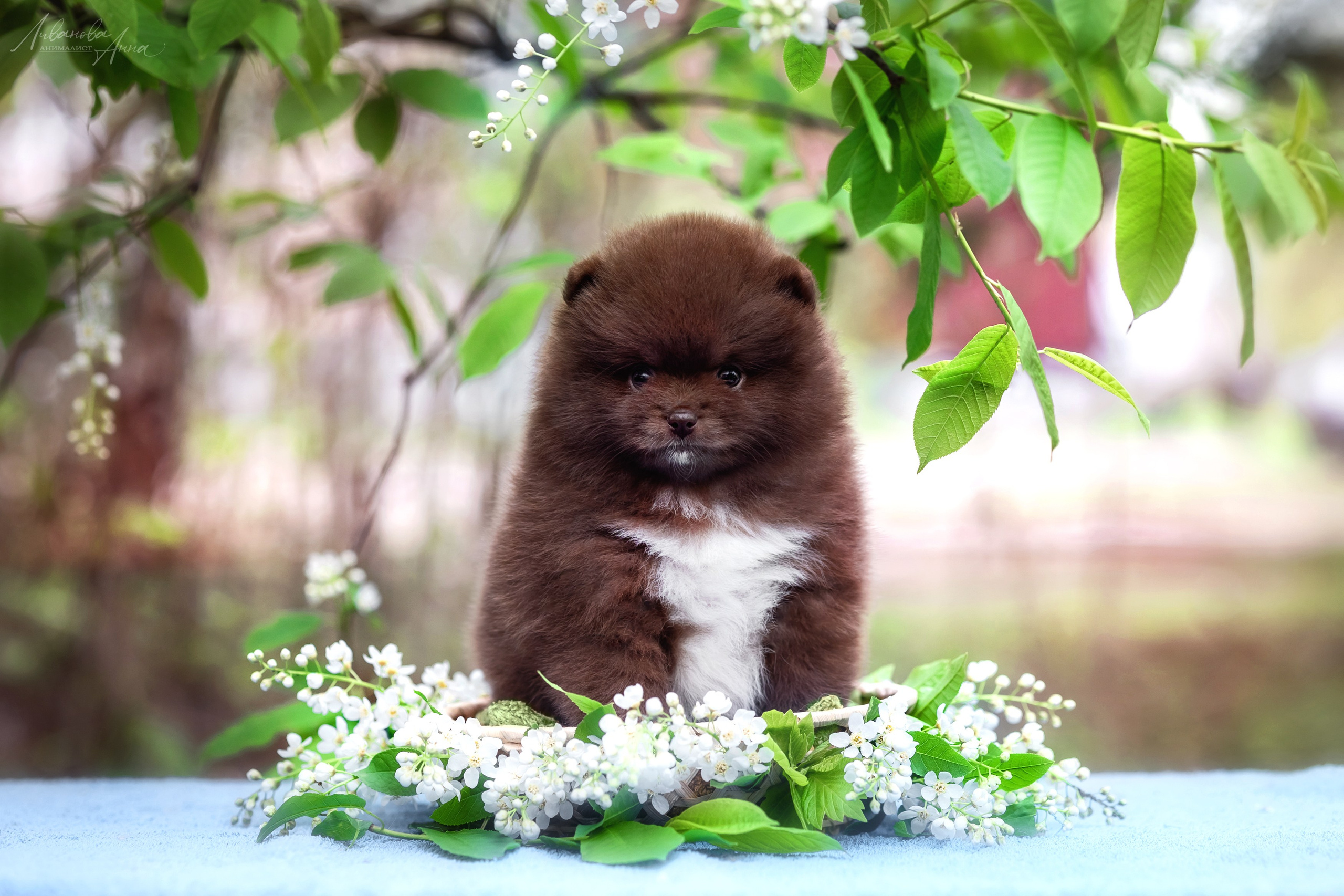 Шпицы. Фотограф анималист Аня Ливанова | Рыбинск