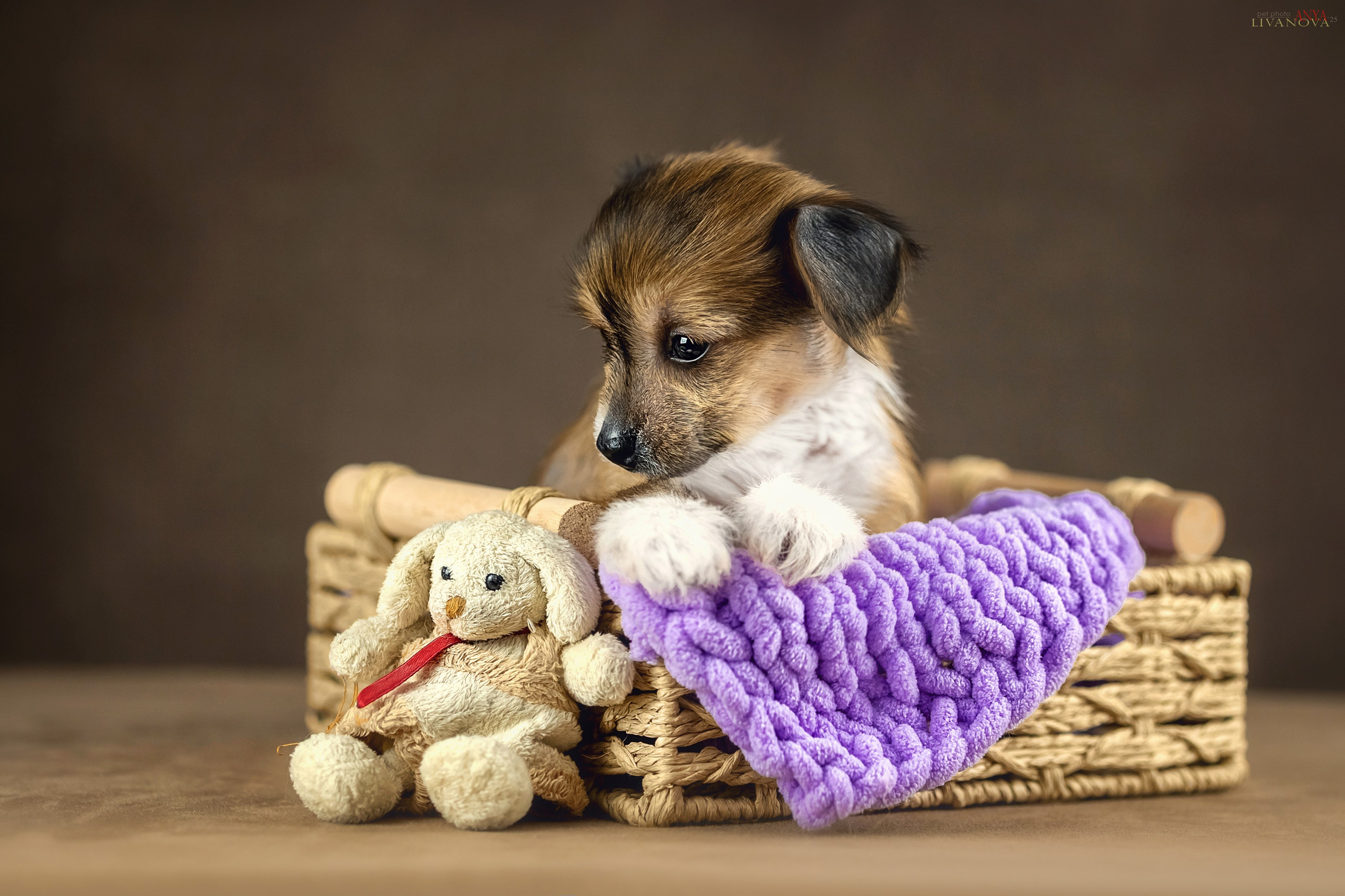 КХС. Фотограф анималист Аня Ливанова | Рыбинск