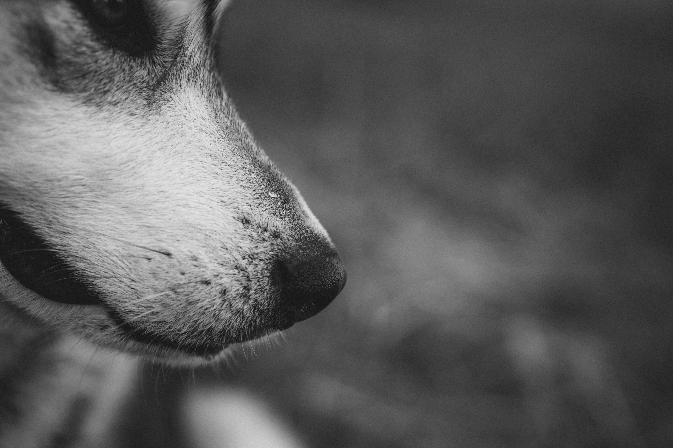 Света и Лёня. Дмитриева Светлана женский и семейный фотограф Рига, Москва, Геленджик