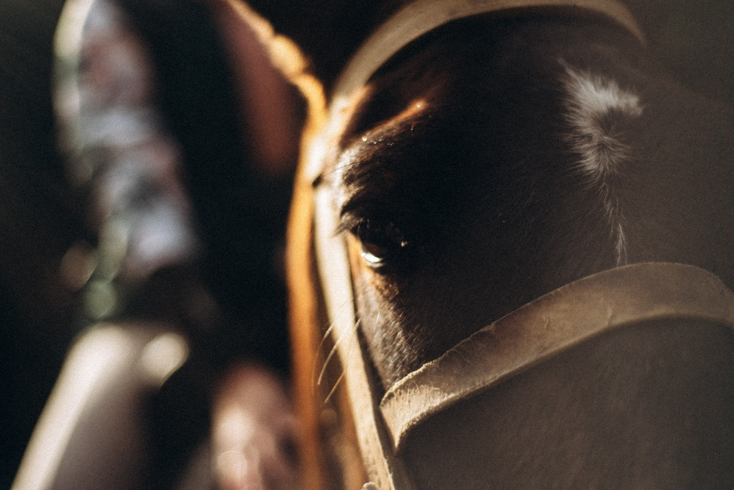 Конный поход 🇬🇪 «PVD Club». Anita_photo