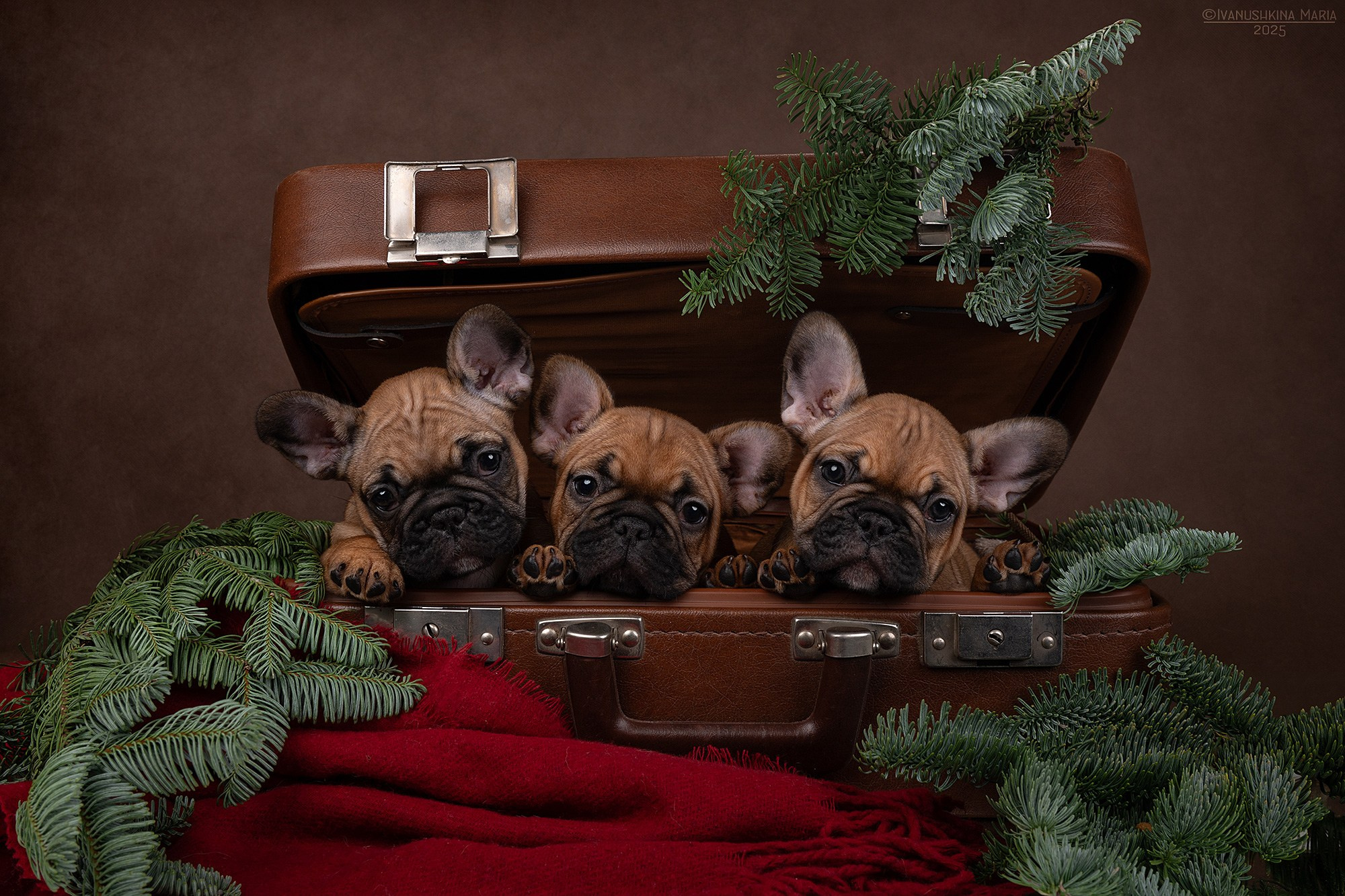 Фотосессия щенков на фонах. Фотограф собак в Москве и Московской области Иванушкина Мария