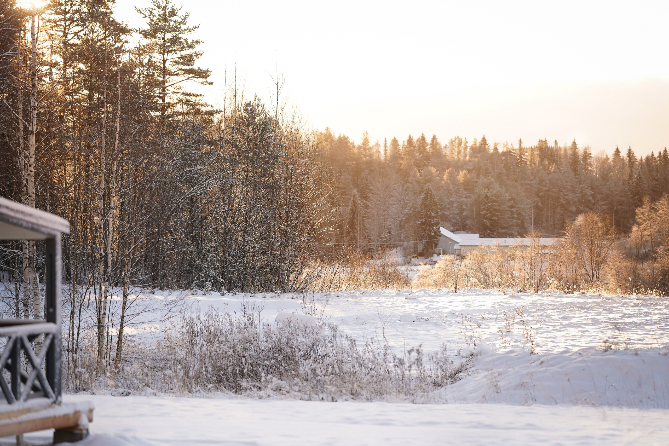 Панда и Юни Карелия. Фотограф-анималист в Санкт-Петербурге Яна Мартынова