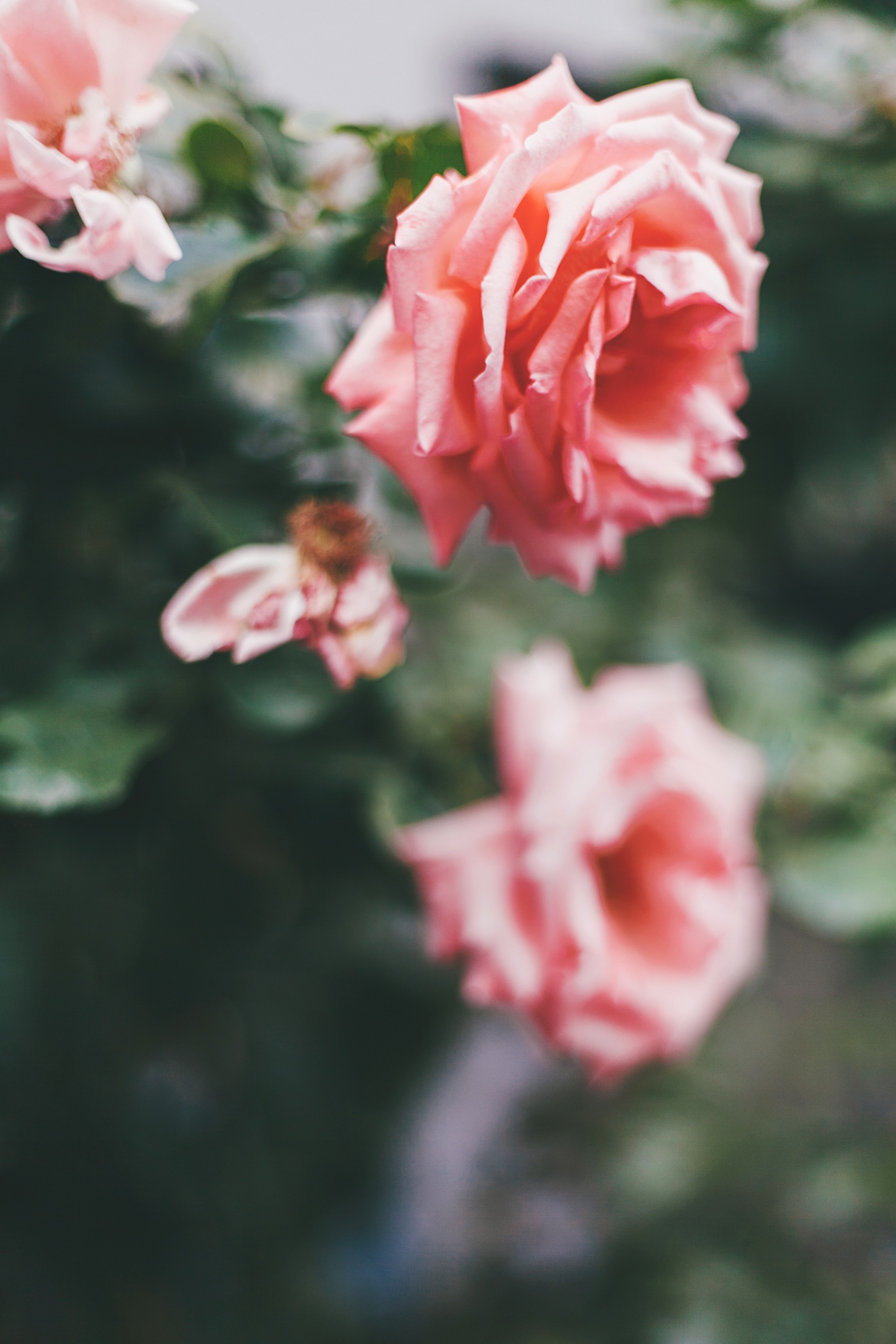 Берлин. Аня Степанова